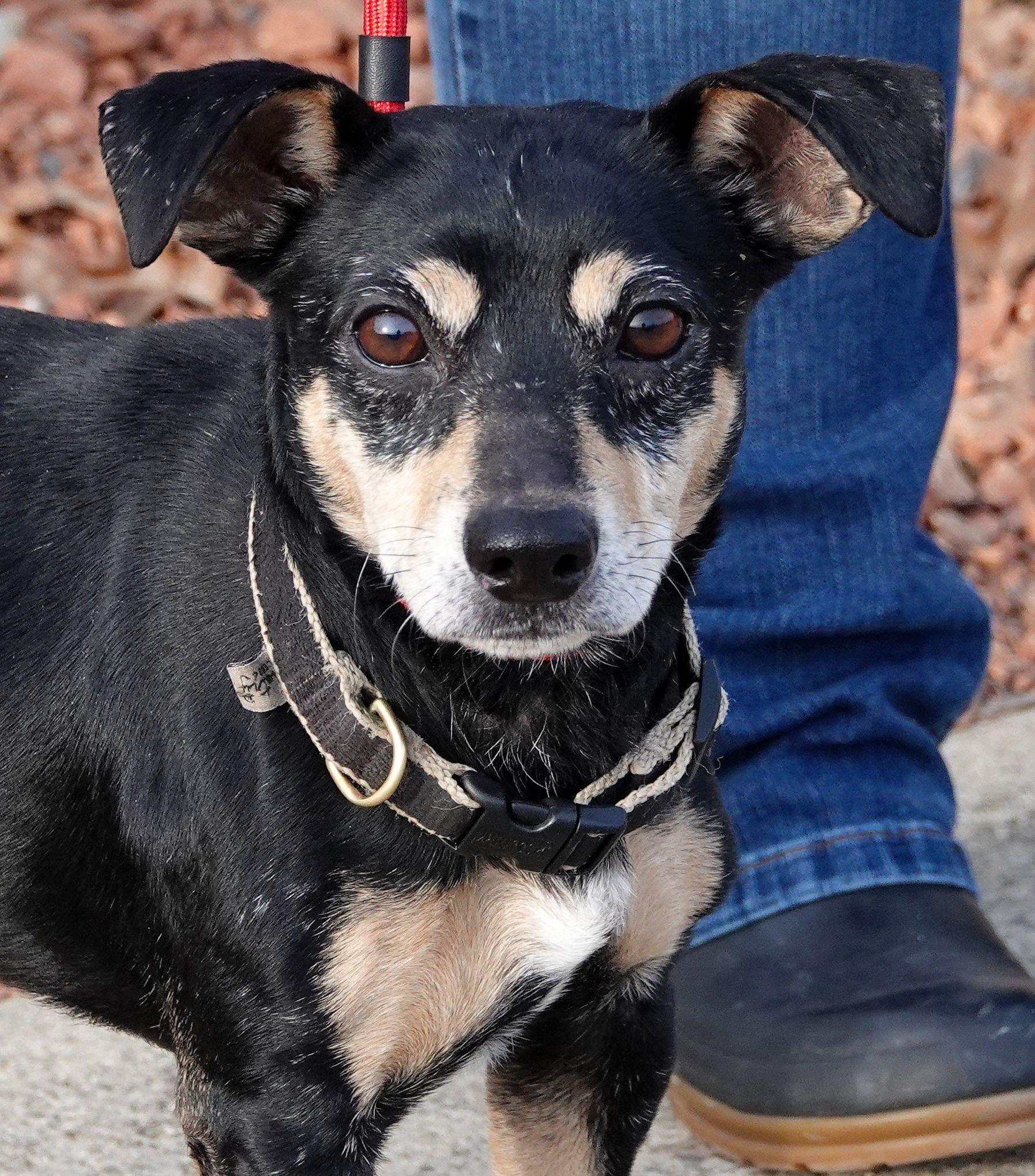 Enlarge Klaus, a Adoptable mixed breed in Millfield, OH image 3/3