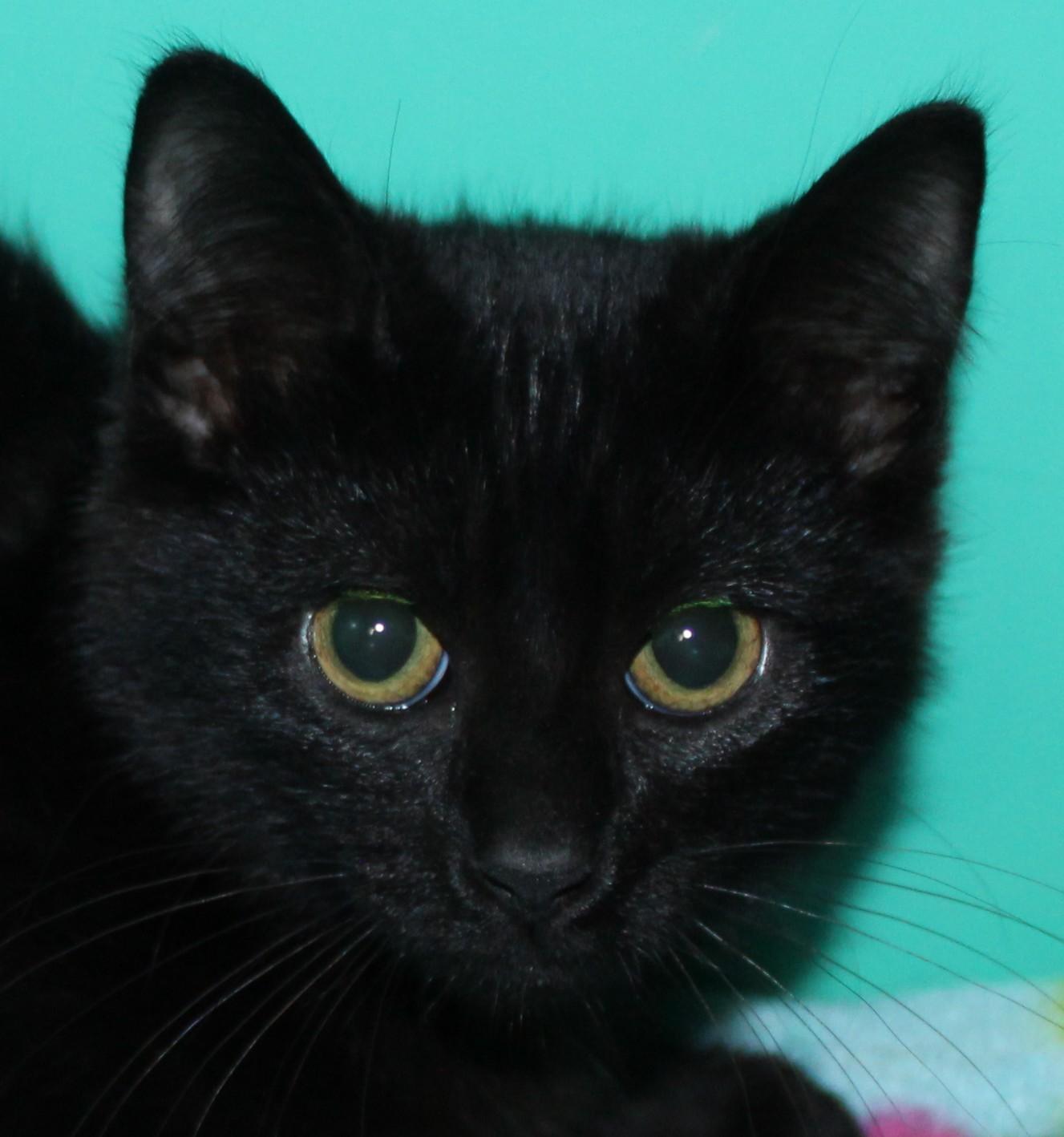 Licorice, Adopted, Young Female Domestic Short Hair.