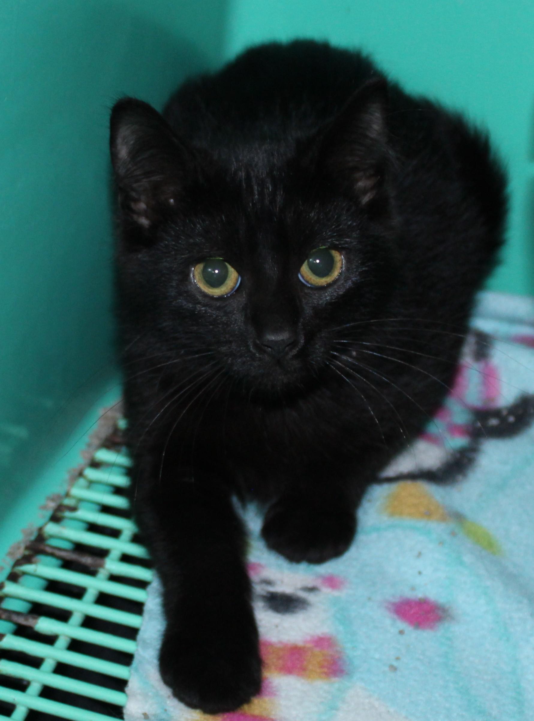 Enlarge Licorice, a Adopted mixed breed in Huron, SD image 2/3