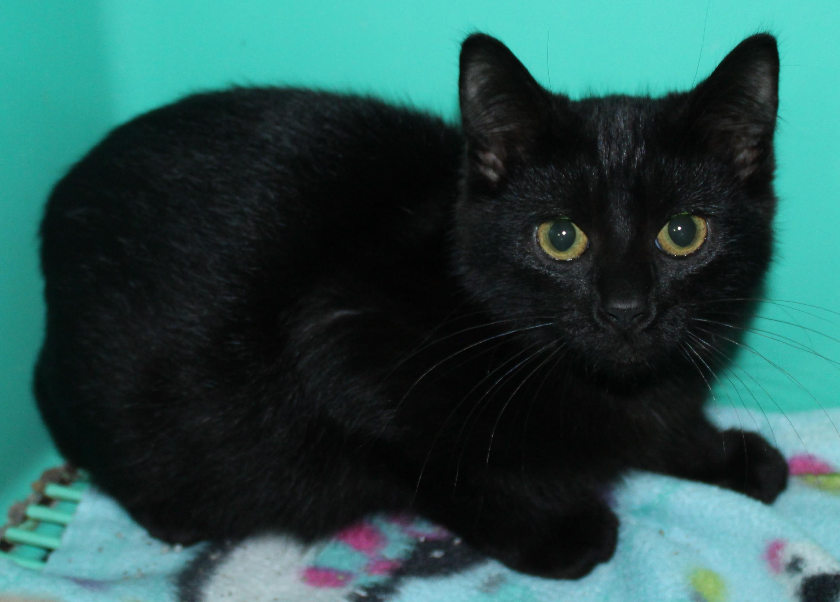 Enlarge Licorice, a Adopted mixed breed in Huron, SD image 3/3