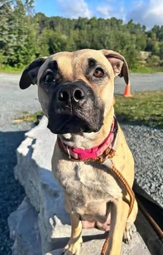 Freya, Adoptable, Adult Female American Bully.