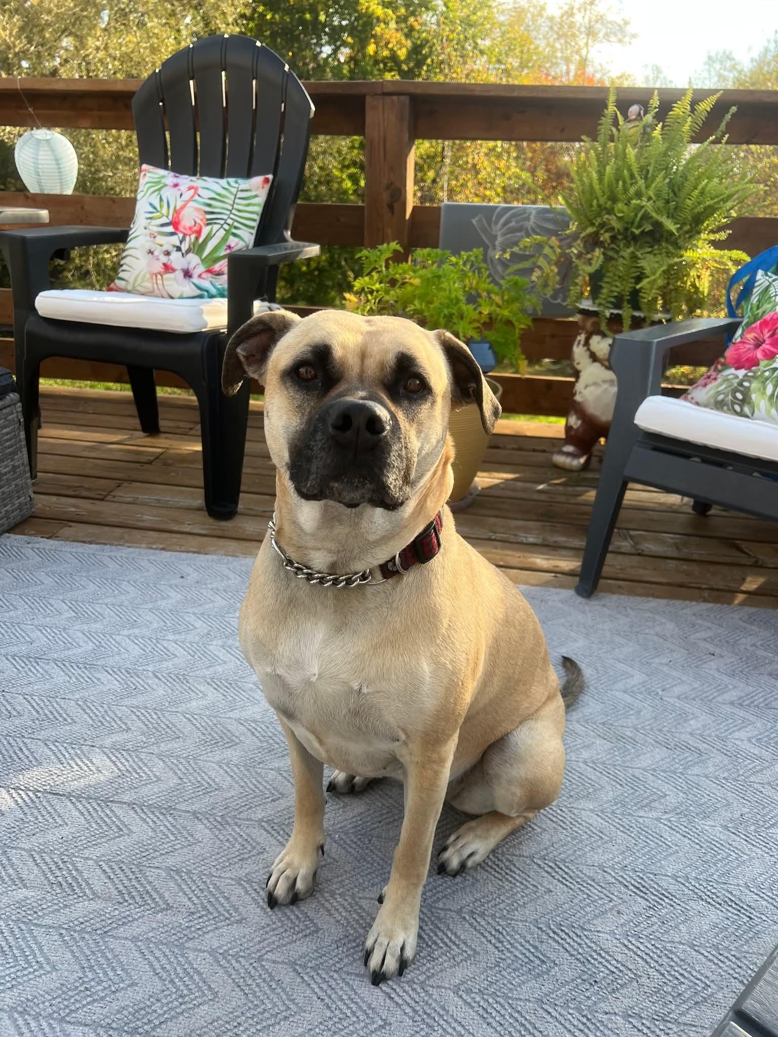 Freya, a Adoptable mixed breed in Lively, ON image 2/3