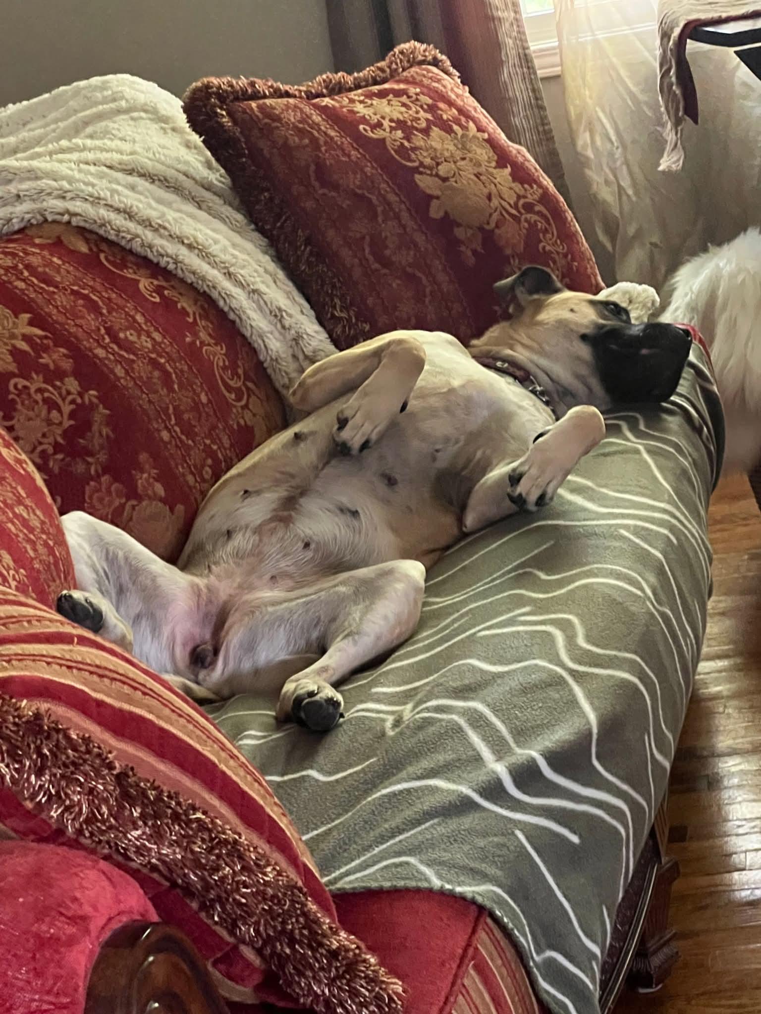 Freya, a Adoptable mixed breed in Lively, ON image 3/3