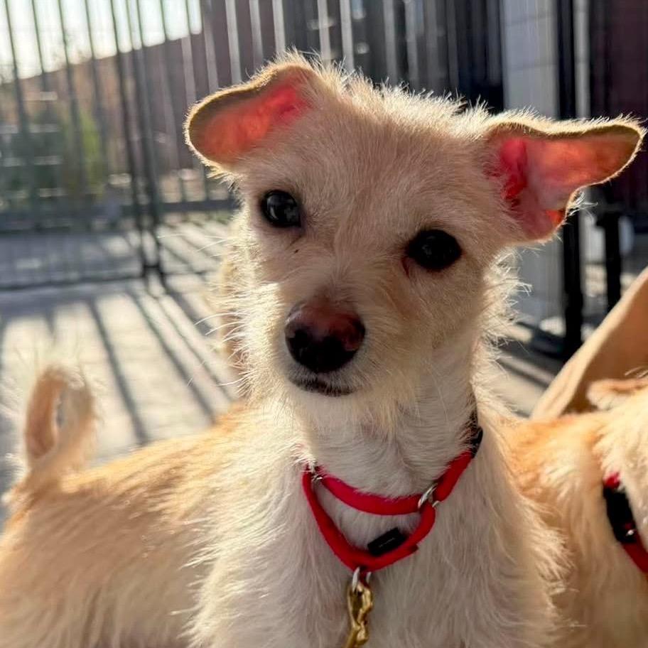 Enlarge Joy, a Adoptable Wirehaired Terrier in Palm Springs, CA image 1/2
