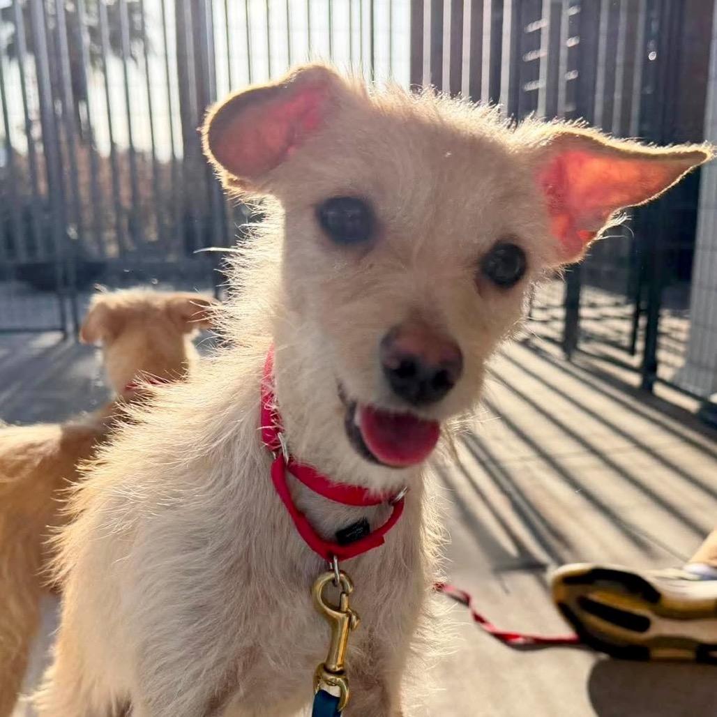 Enlarge Joy, a Adoptable Wirehaired Terrier in Palm Springs, CA image 2/2