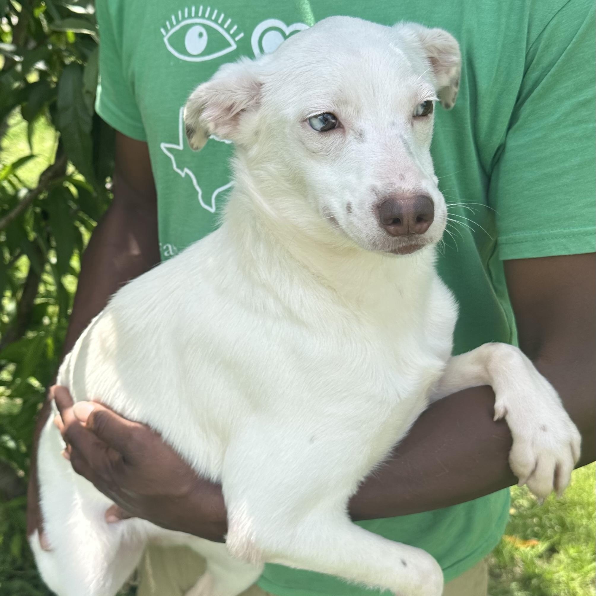 Enlarge Christina - Local August 28-30, an adoptable mixed breed in Hillsboro, OR image 3/6