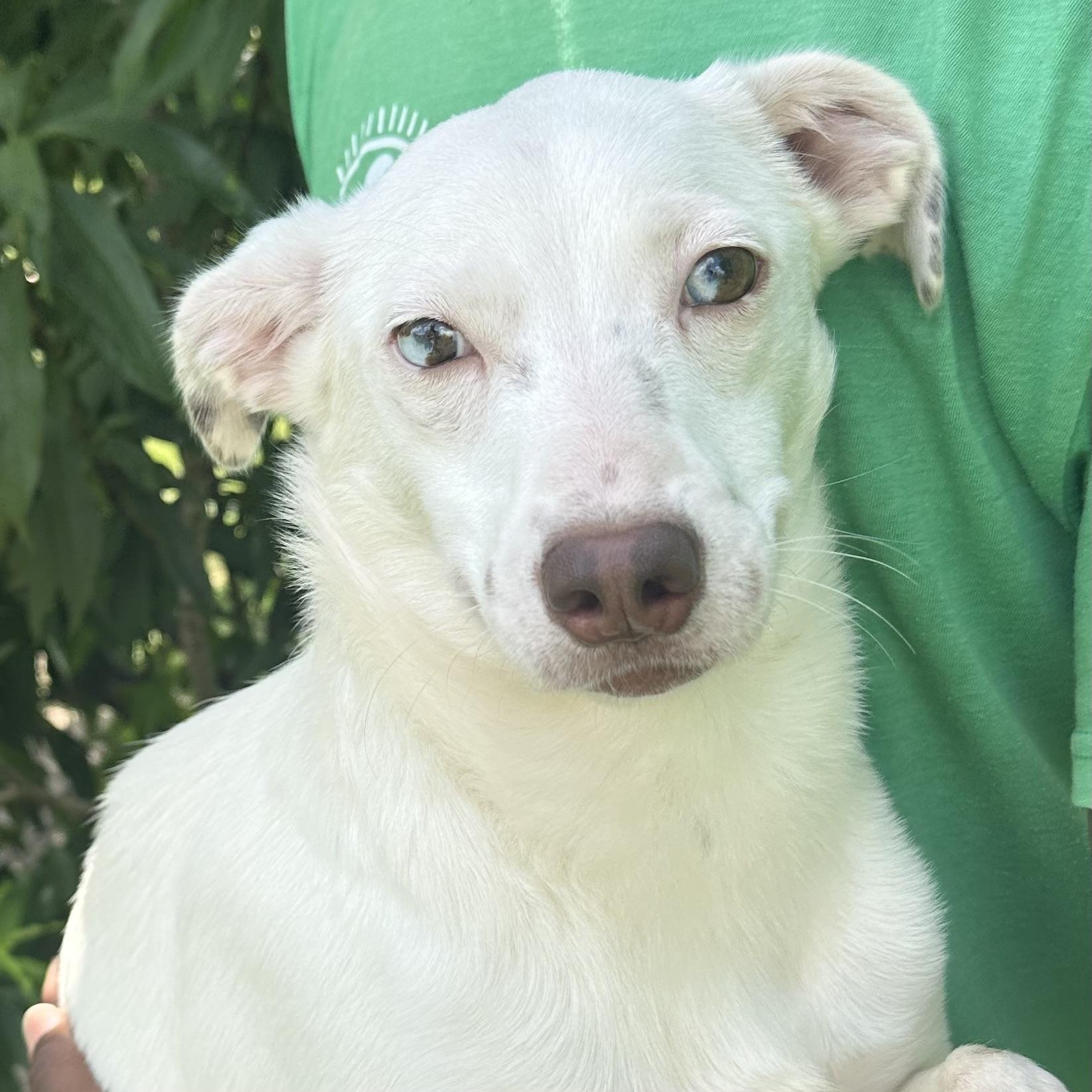 Enlarge Christina - Local August 28-30, an adoptable mixed breed in Hillsboro, OR image 5/6