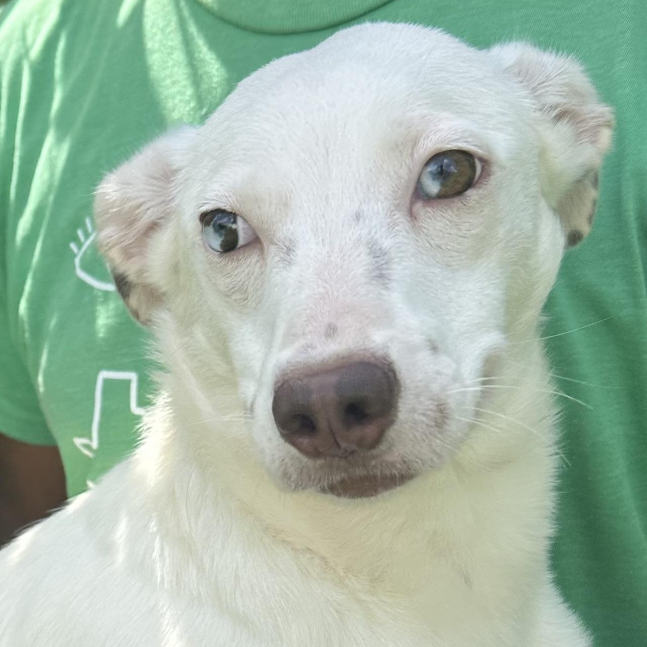 Enlarge Christina - Local August 28-30, an adoptable mixed breed in Hillsboro, OR image 1/6