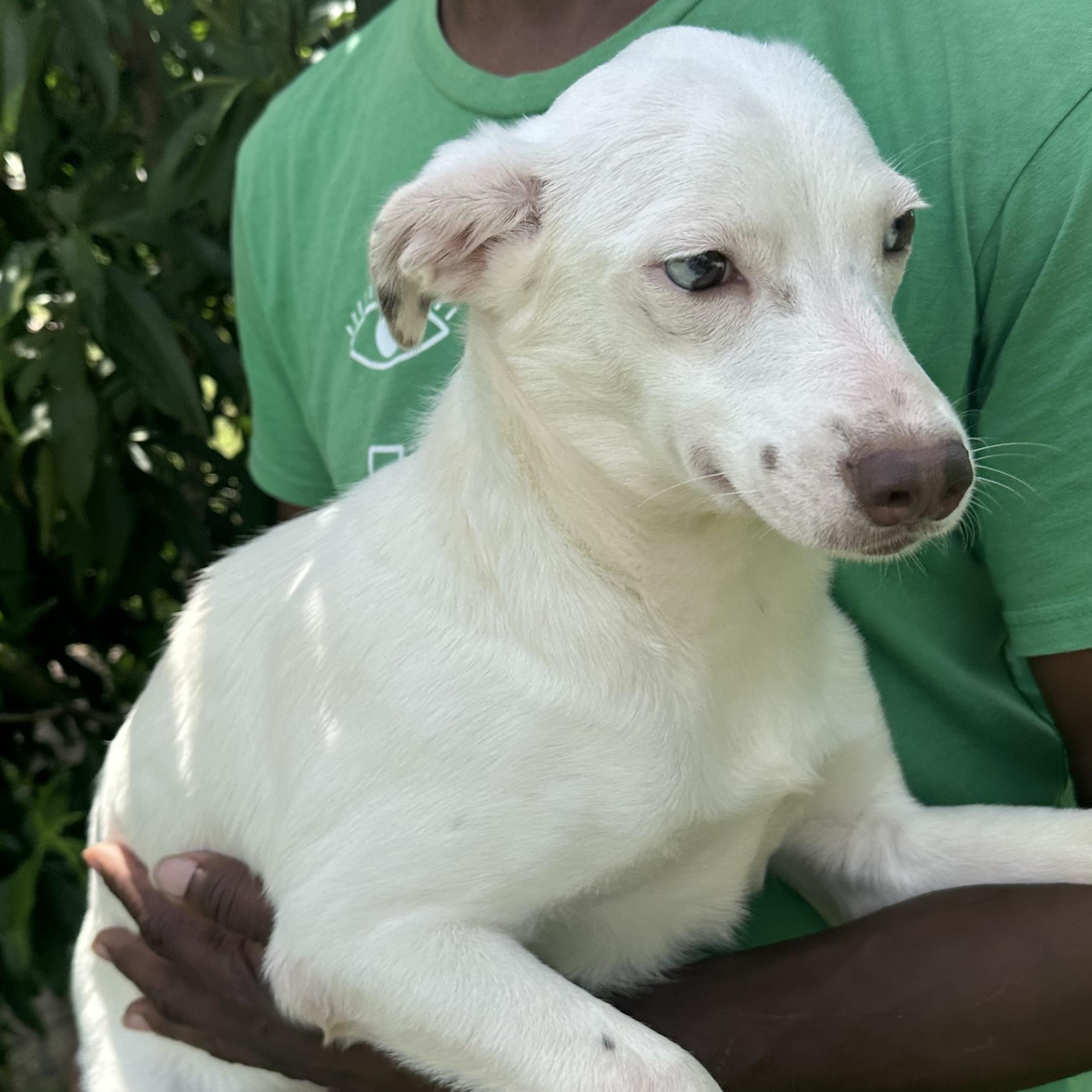 Enlarge Christina - Local August 28-30, an adoptable mixed breed in Hillsboro, OR image 6/6