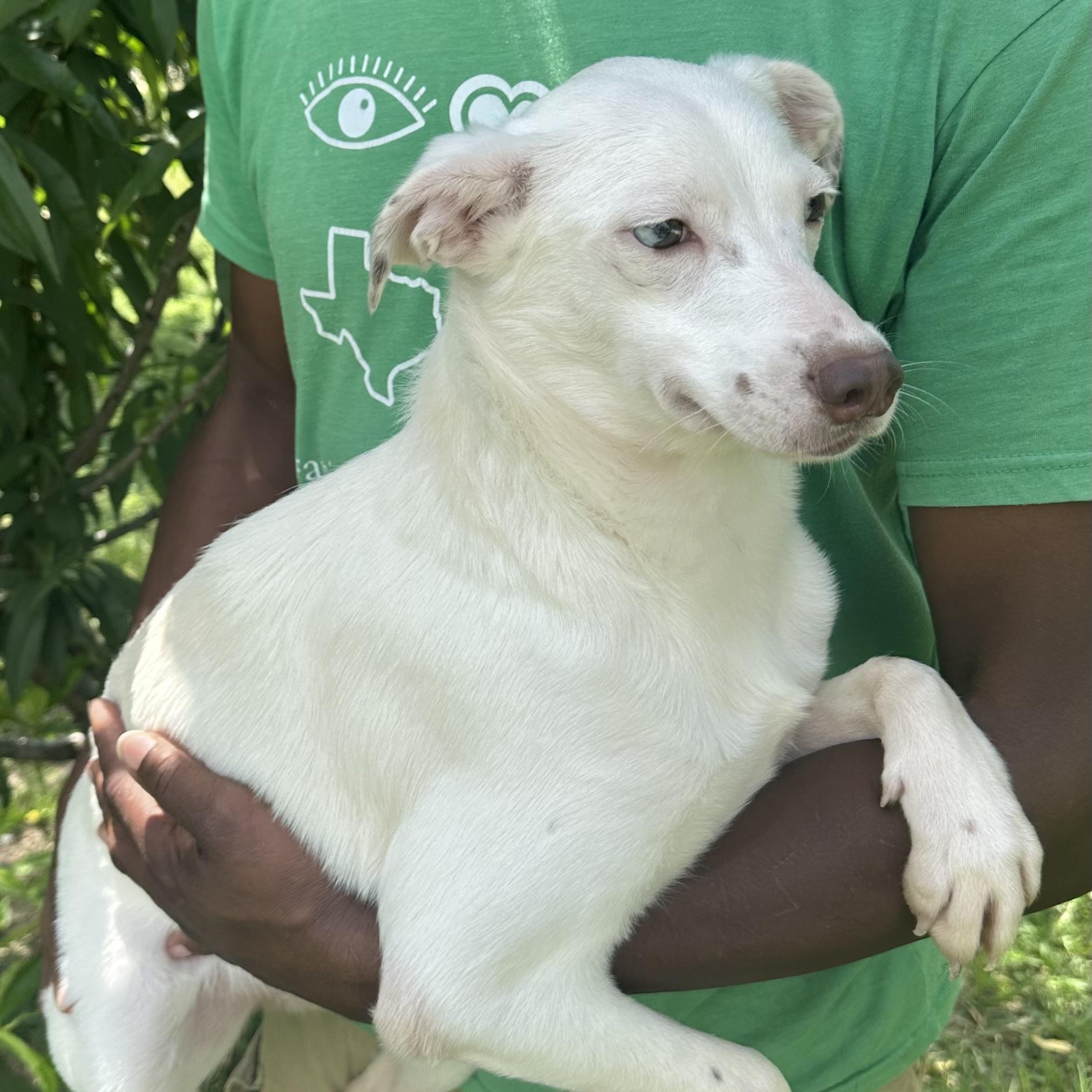 Enlarge Christina - Local August 28-30, an adoptable mixed breed in Hillsboro, OR image 4/6