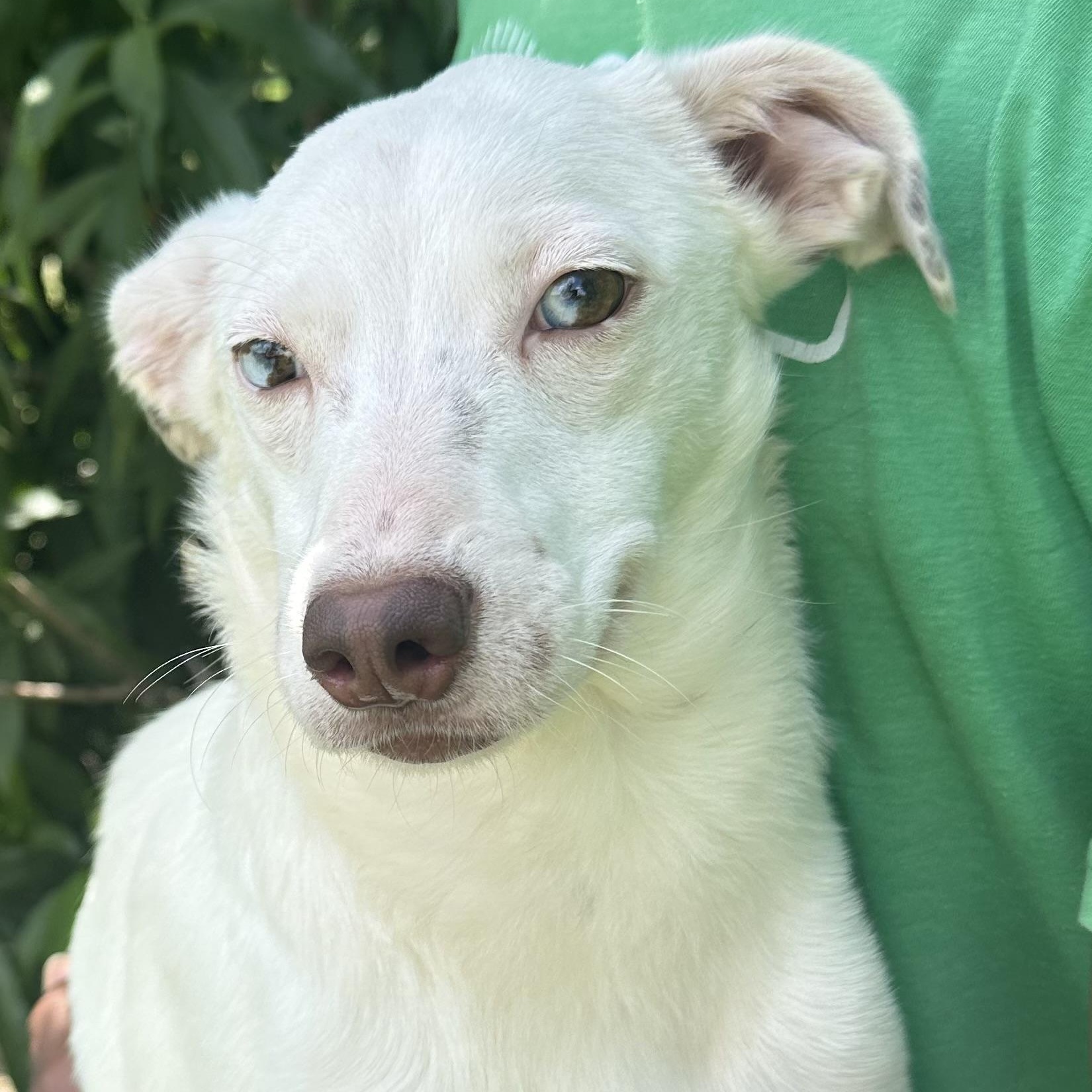 Enlarge Christina - Local August 28-30, an adoptable mixed breed in Hillsboro, OR image 2/6