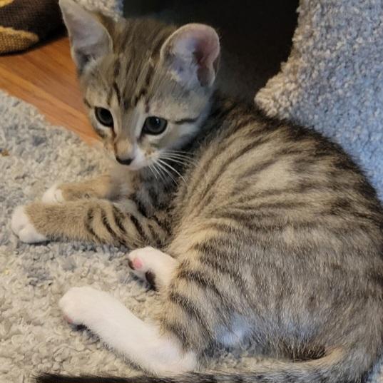 Alexa, Adopted, Adult Female Domestic Short Hair.