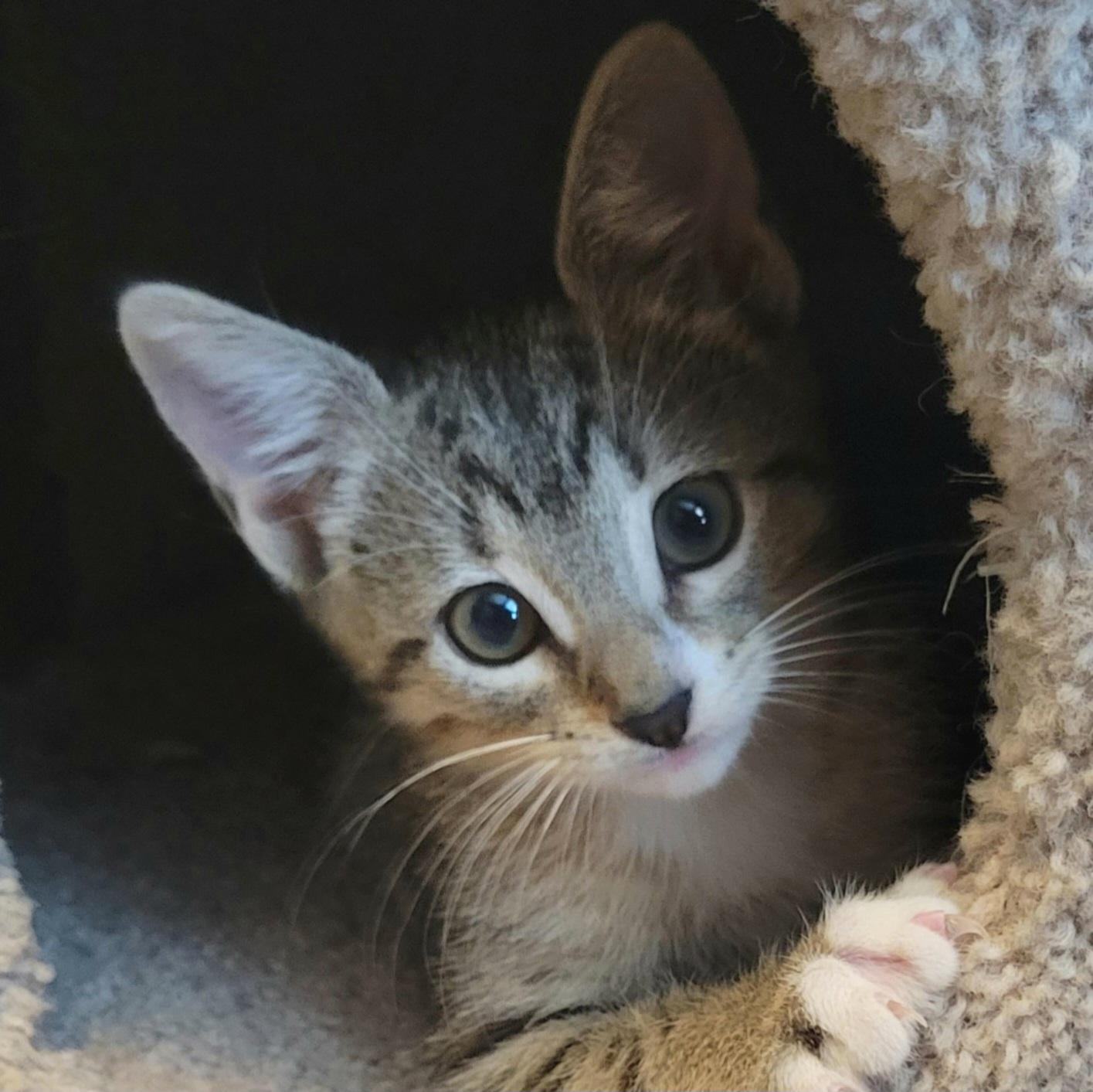 Enlarge Alexa, a Adopted Domestic Short Hair in Alvin, TX image 2/6