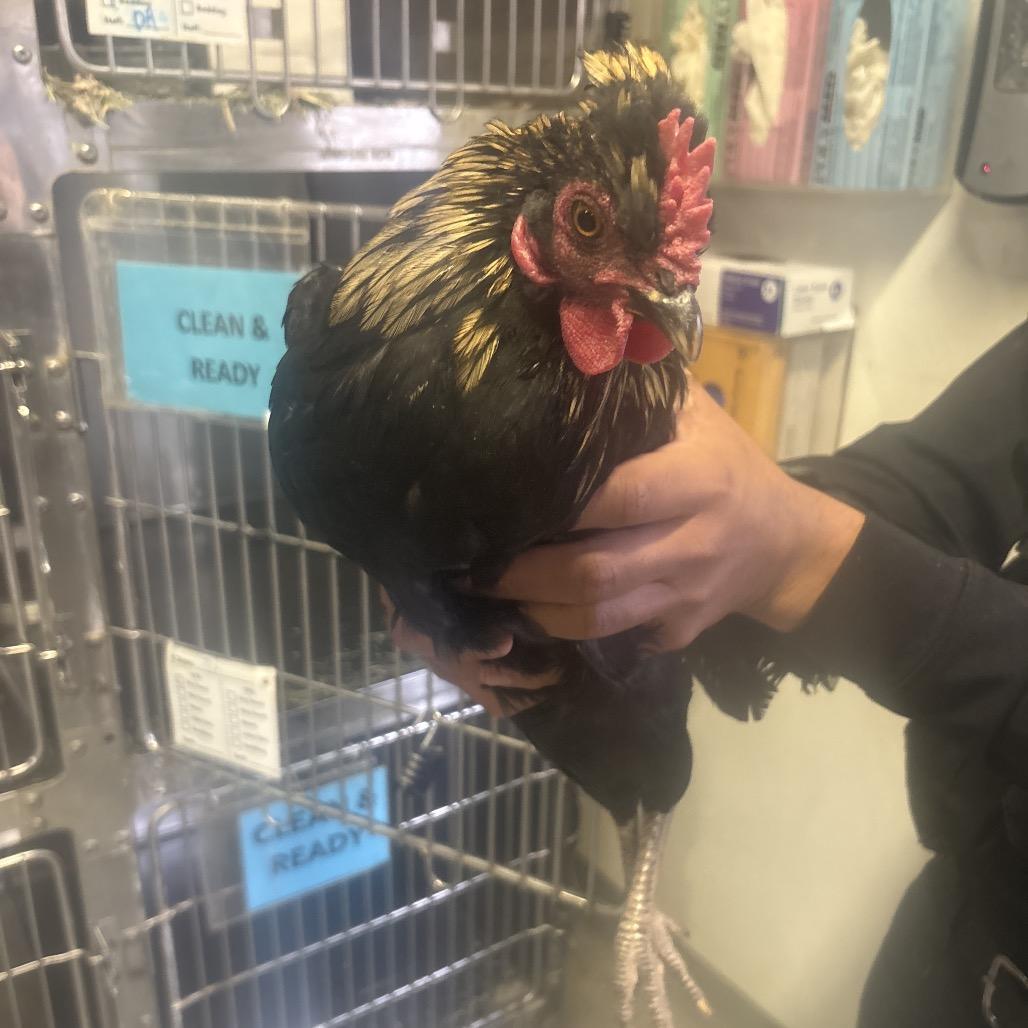 Rooster_2, Adoptable, Young Male Chicken.