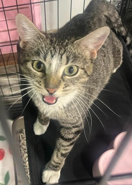 Mama Loaf, adoptable, Adult Female Domestic Short Hair.