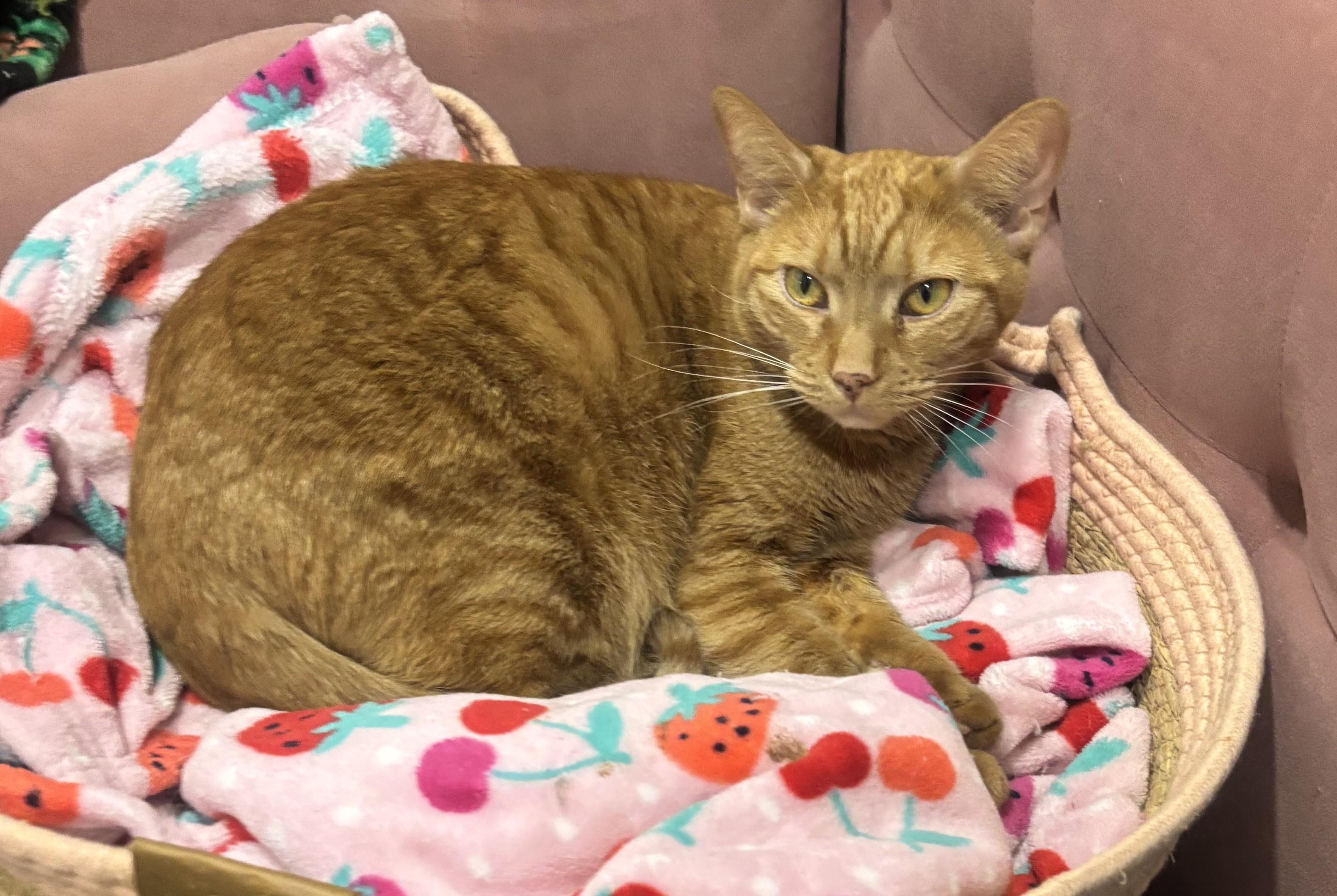 Enlarge Chevy, a Adoptable Domestic Short Hair in Whittier, CA image 1/5