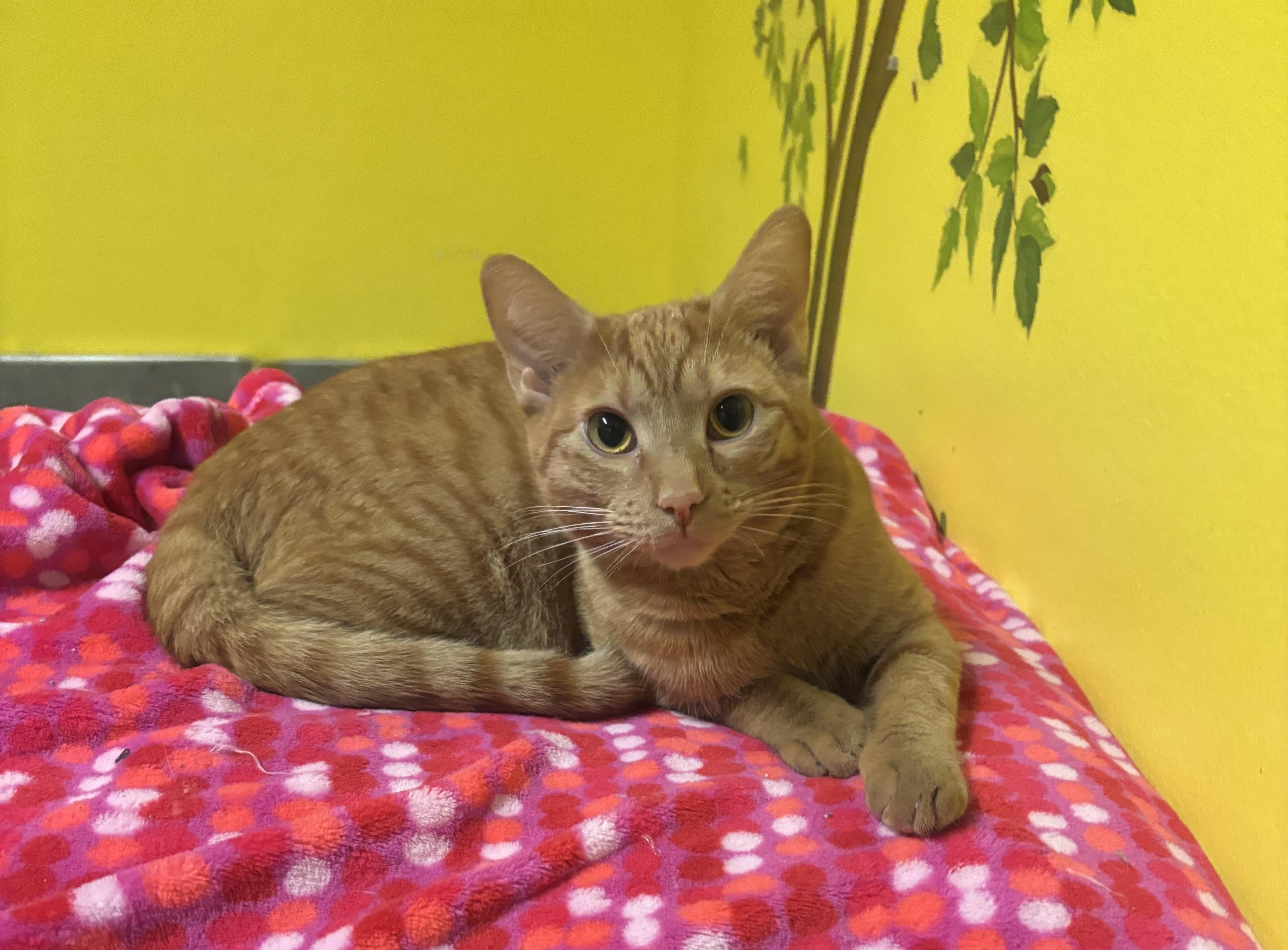 Chevy, Adoptable, Young Female Domestic Short Hair.