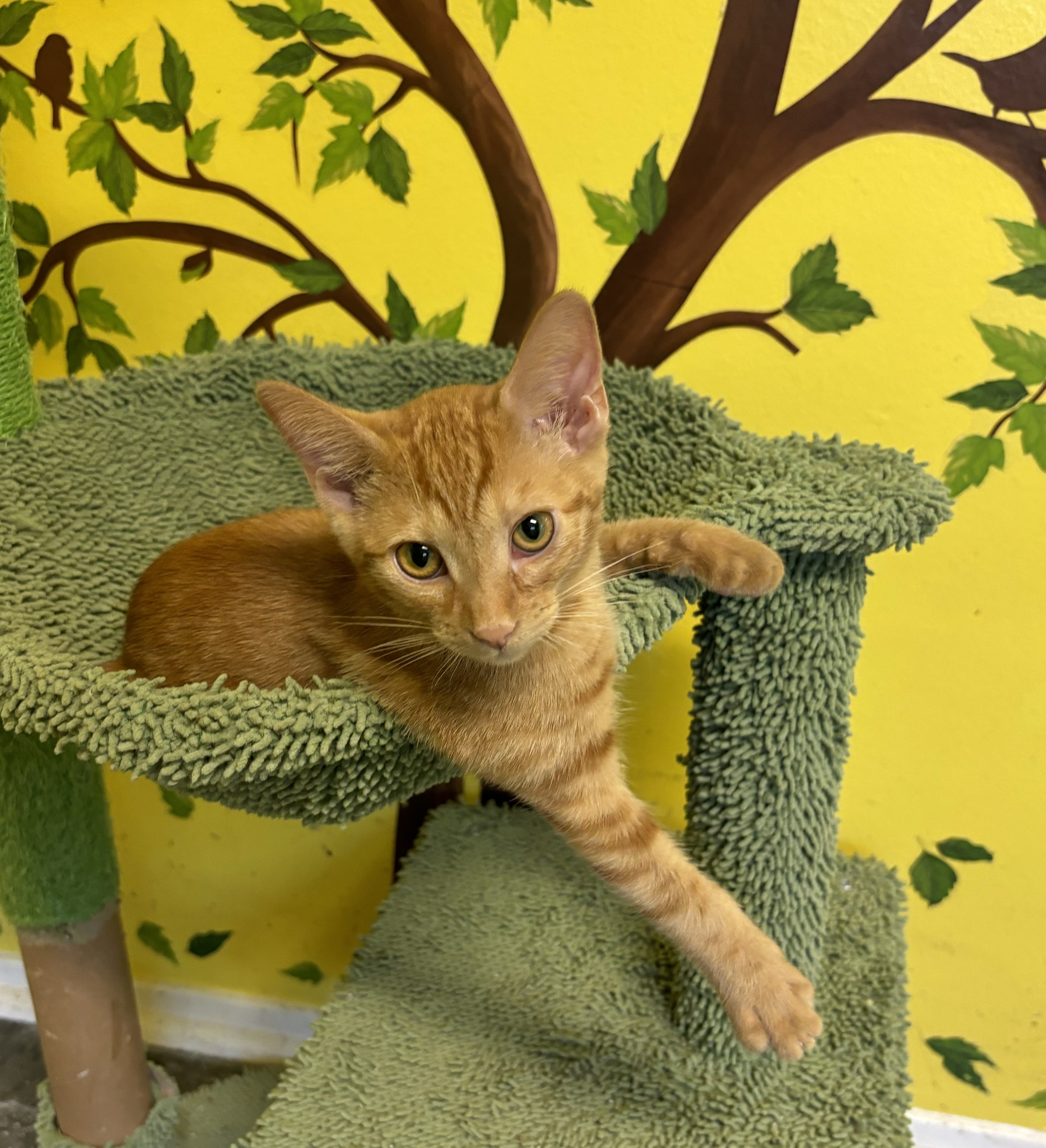 Enlarge Chevy, a Adoptable Domestic Short Hair in Whittier, CA image 4/6