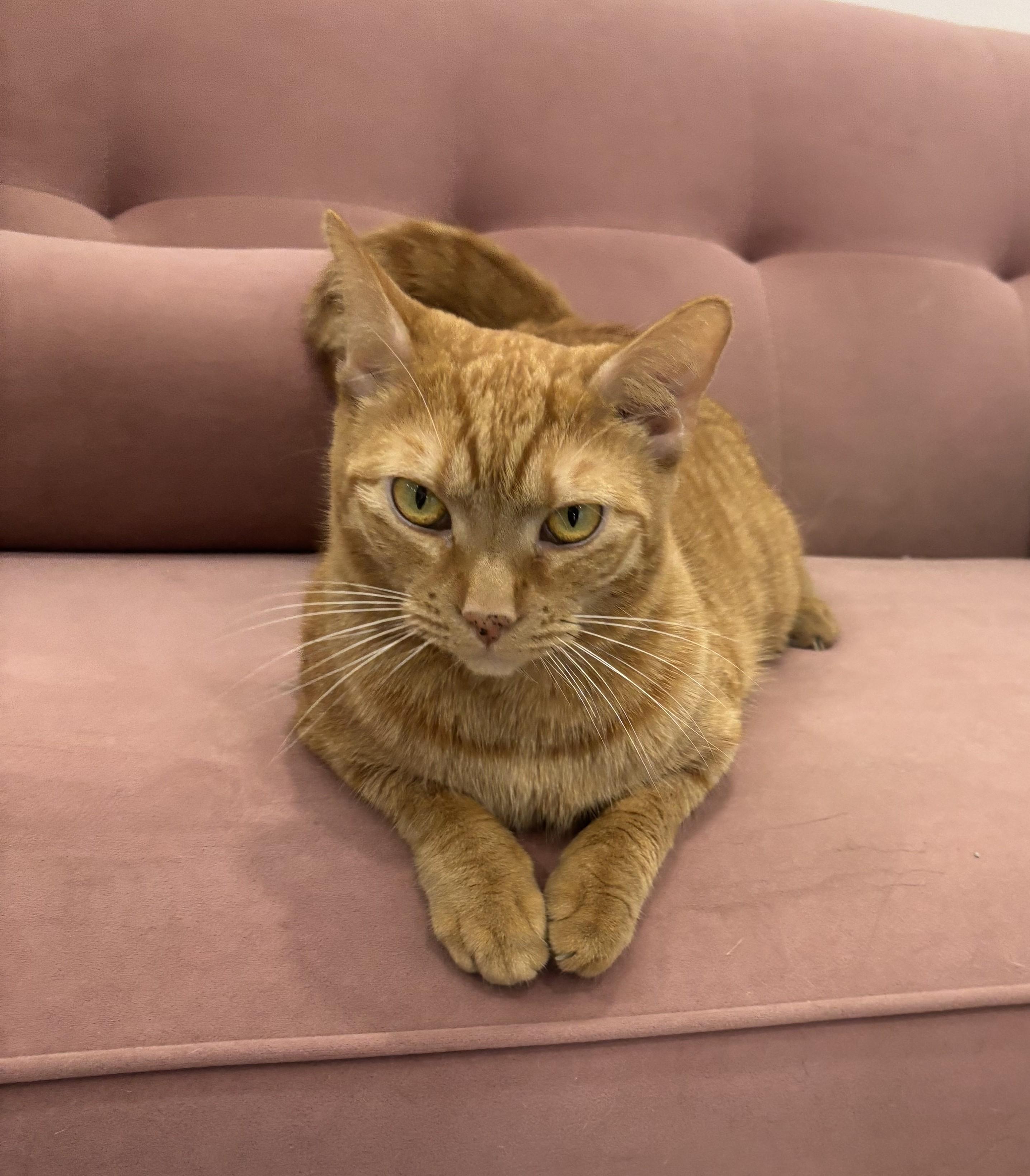 Enlarge Chevy, a Adoptable Domestic Short Hair in Whittier, CA image 6/6