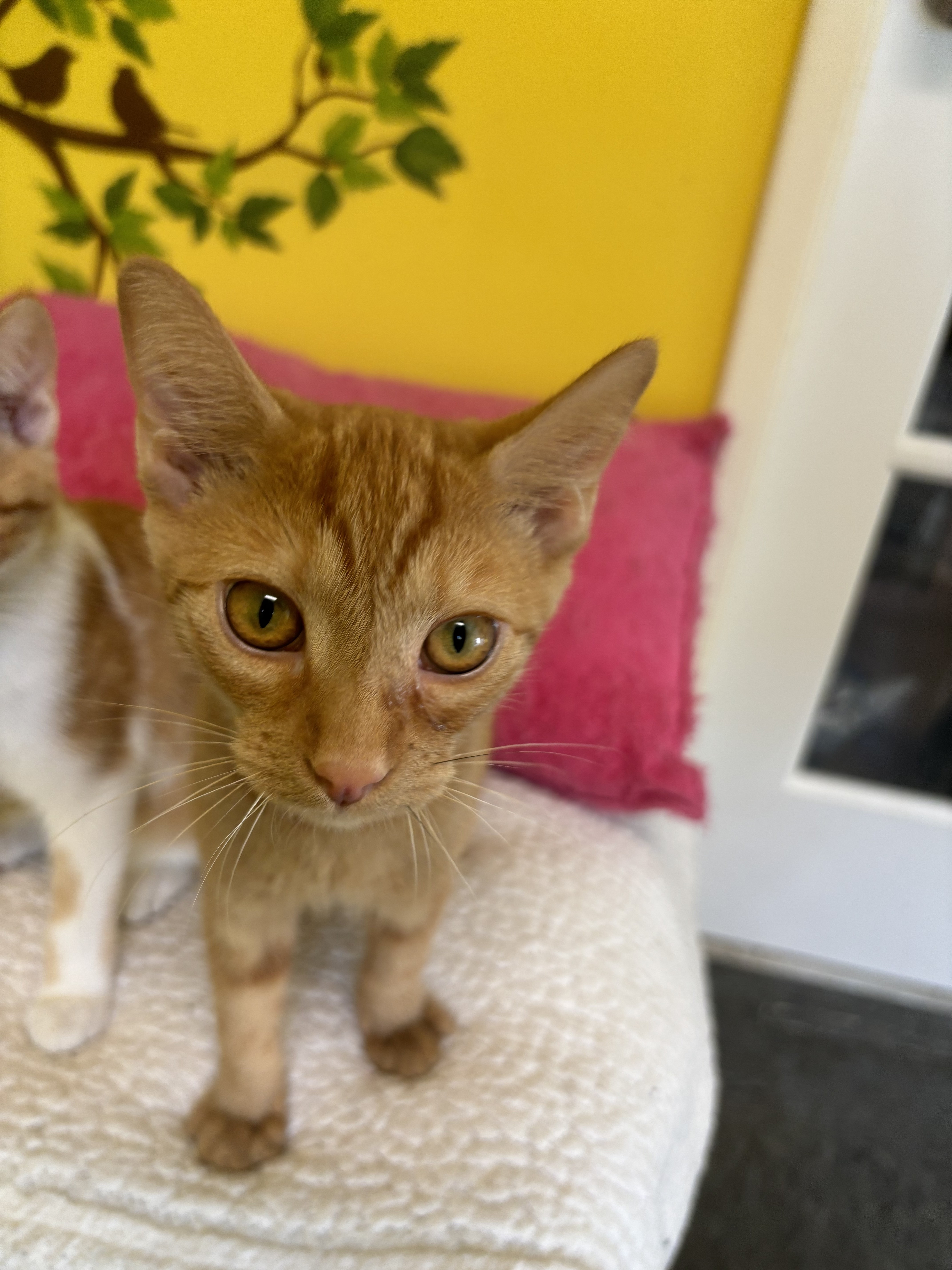 Enlarge Chevy, a Adoptable Domestic Short Hair in Whittier, CA image 5/6