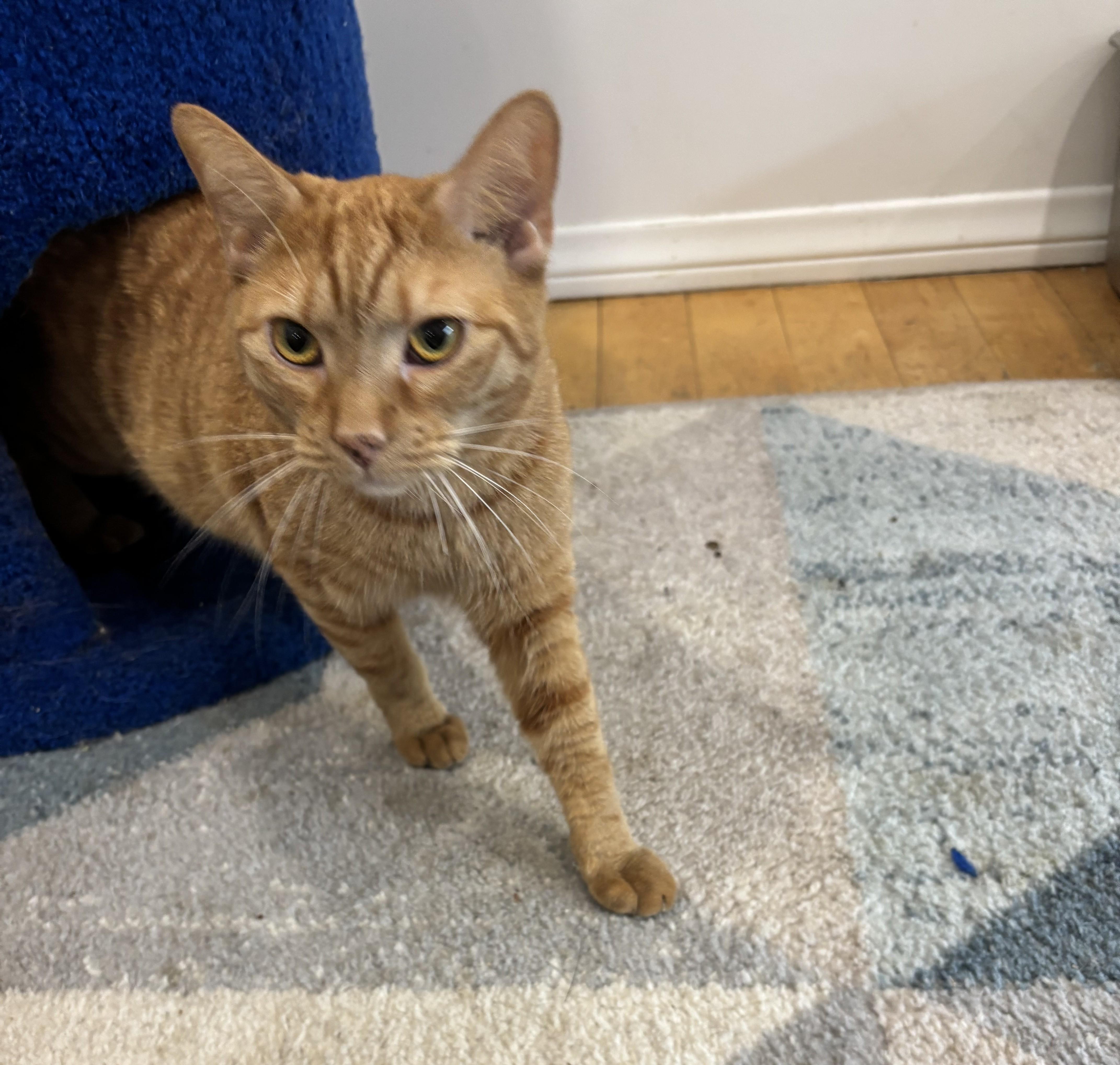 Enlarge Chevy, a Adoptable Domestic Short Hair in Whittier, CA image 5/6