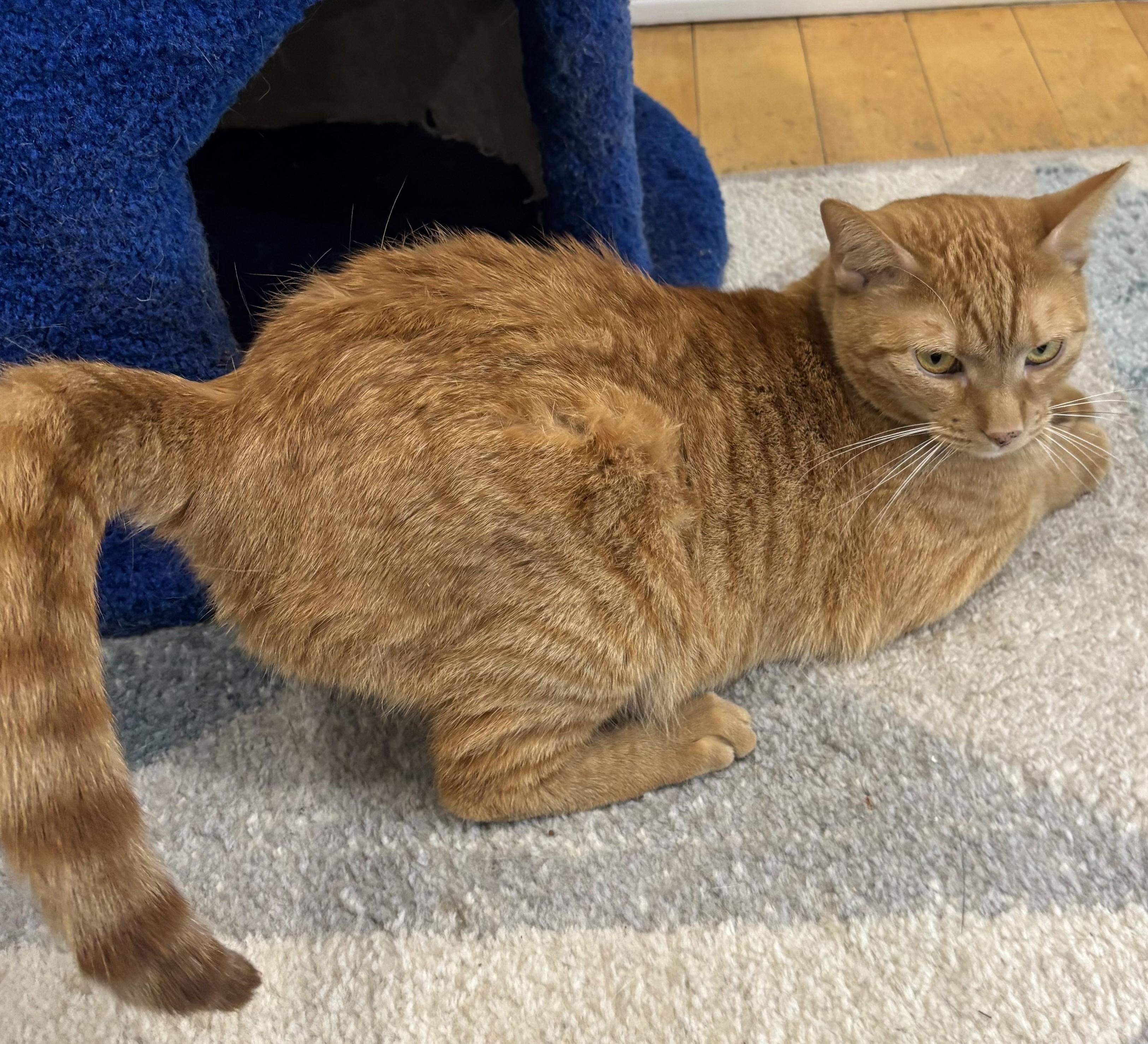 Enlarge Chevy, a Adoptable Domestic Short Hair in Whittier, CA image 4/6