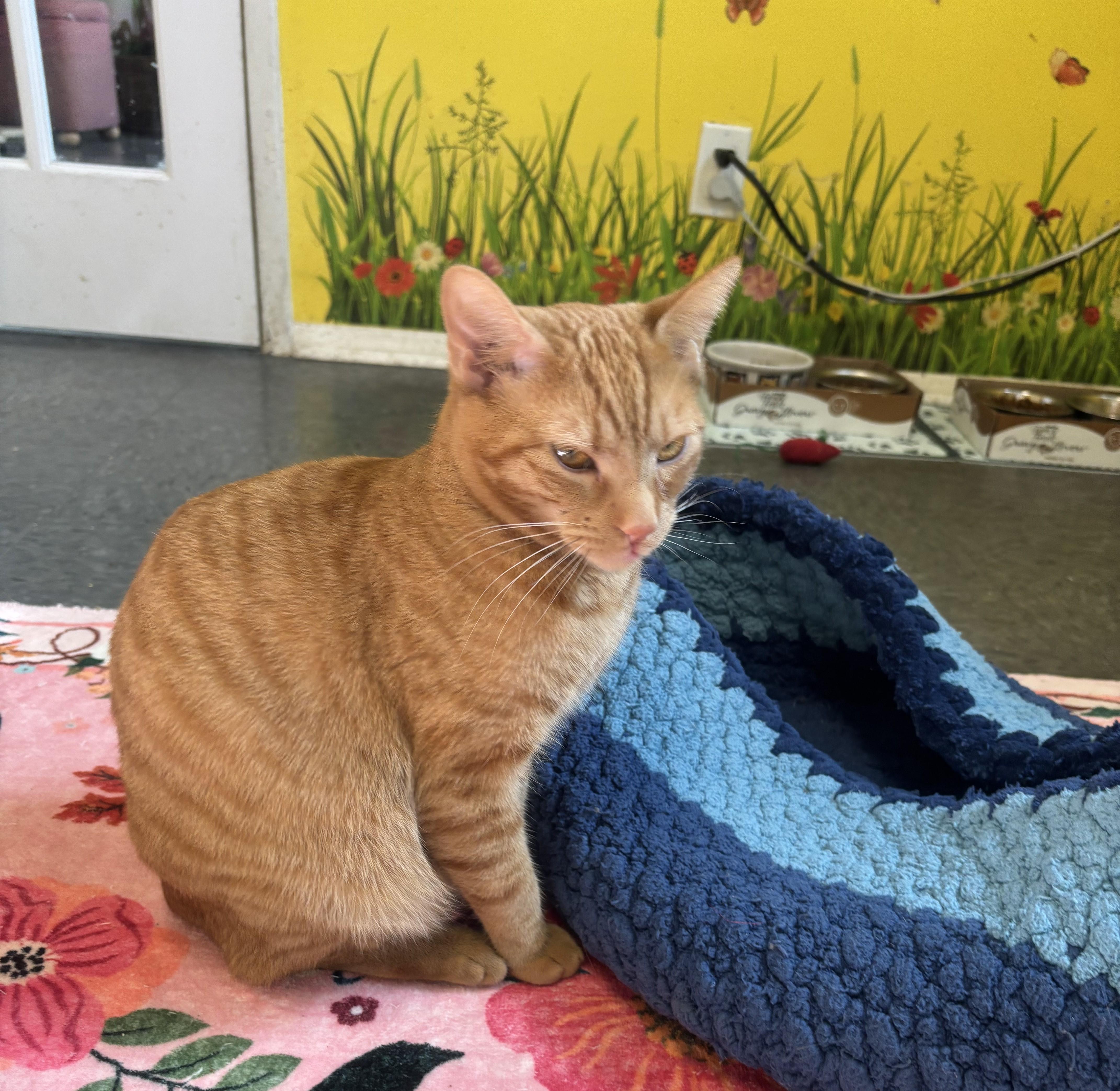 Enlarge Chevy, a Adoptable Domestic Short Hair in Whittier, CA image 2/6