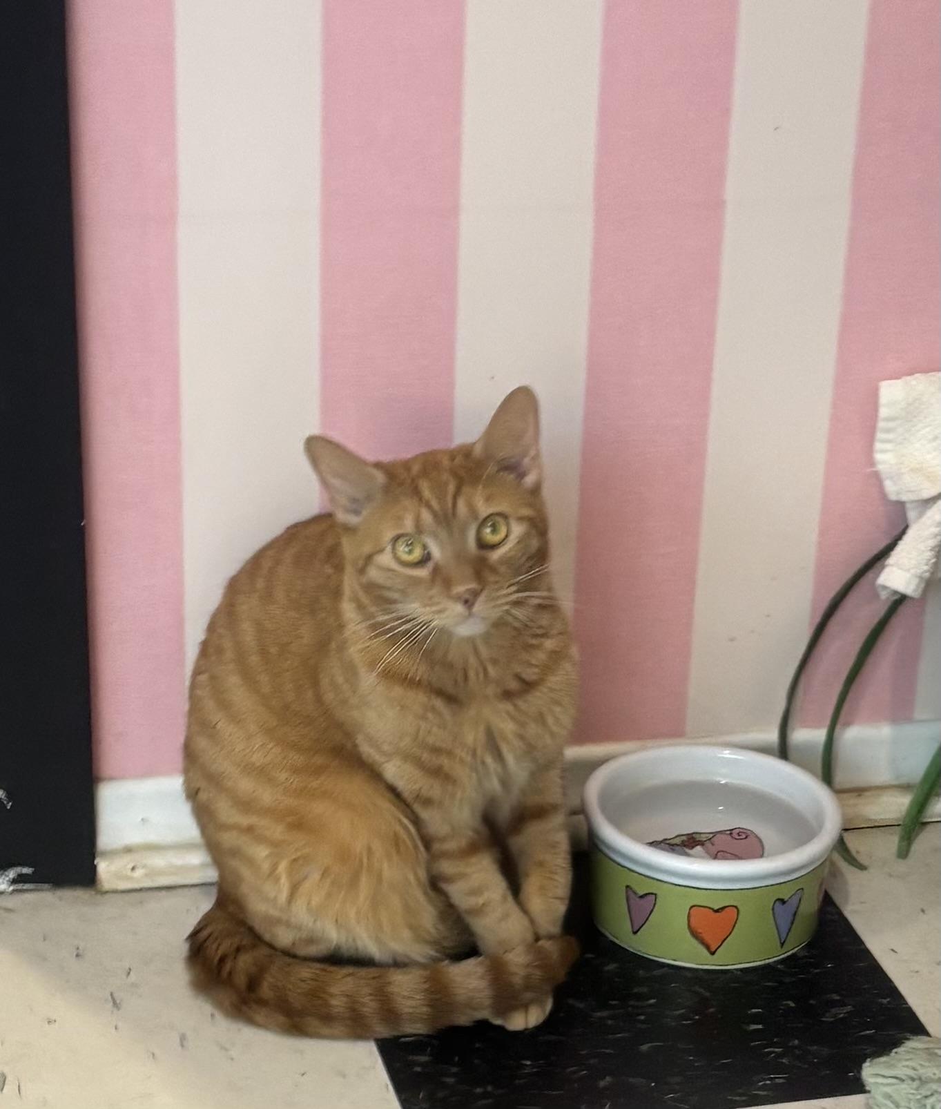 Enlarge Chevy, a Adoptable Domestic Short Hair in Whittier, CA image 1/6