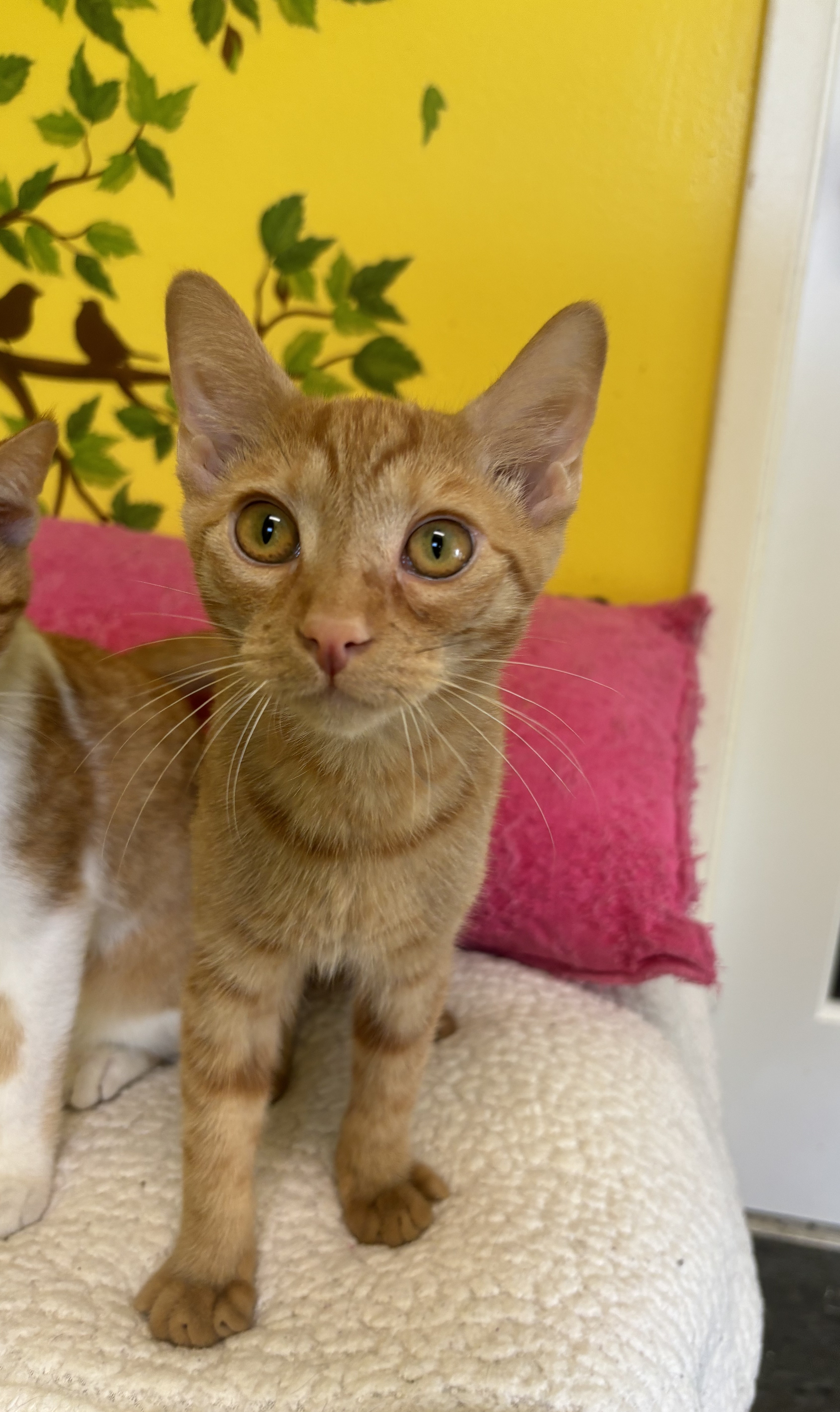 Enlarge Chevy, a Adoptable Domestic Short Hair in Whittier, CA image 6/6