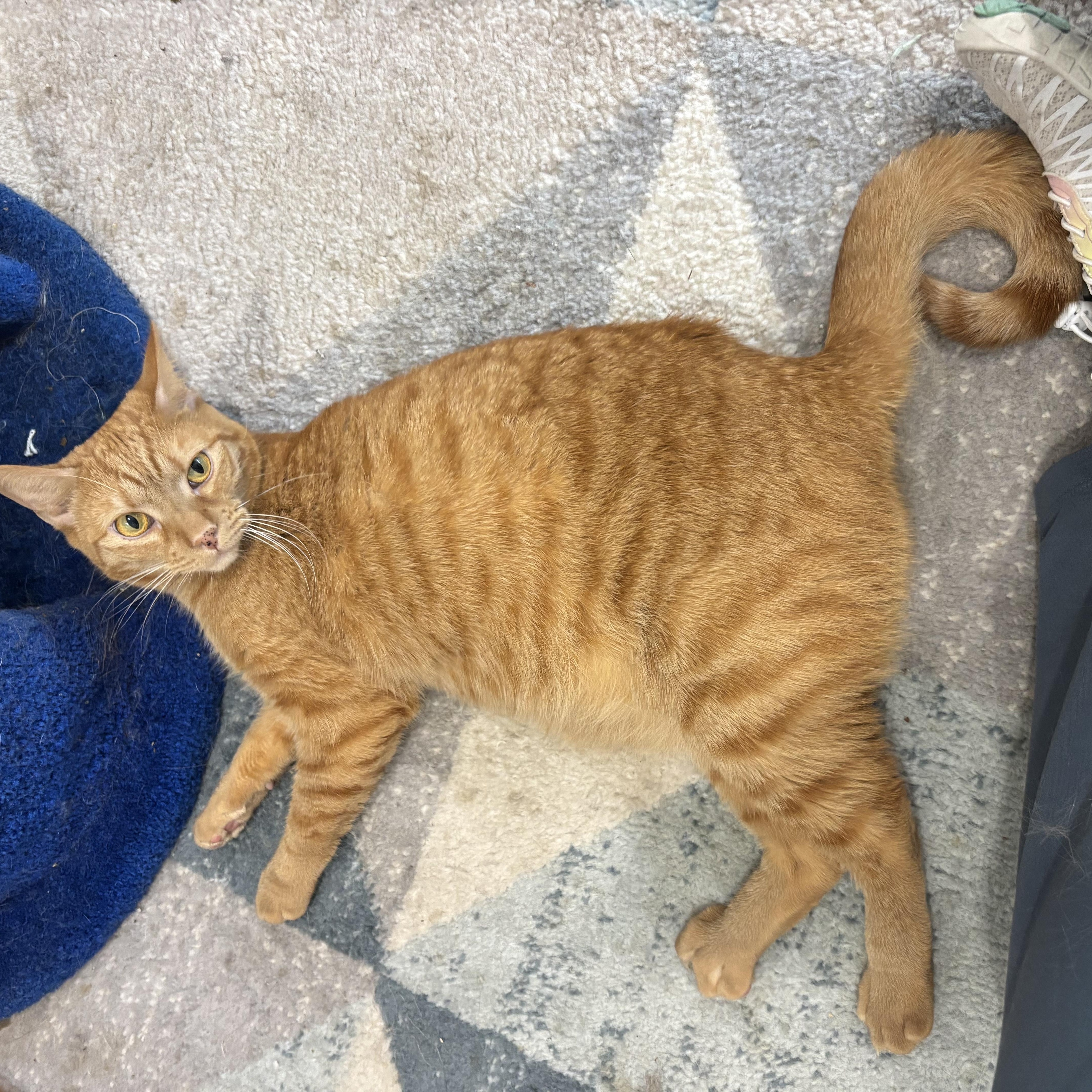 Enlarge Chevy, a Adoptable Domestic Short Hair in Whittier, CA image 2/6