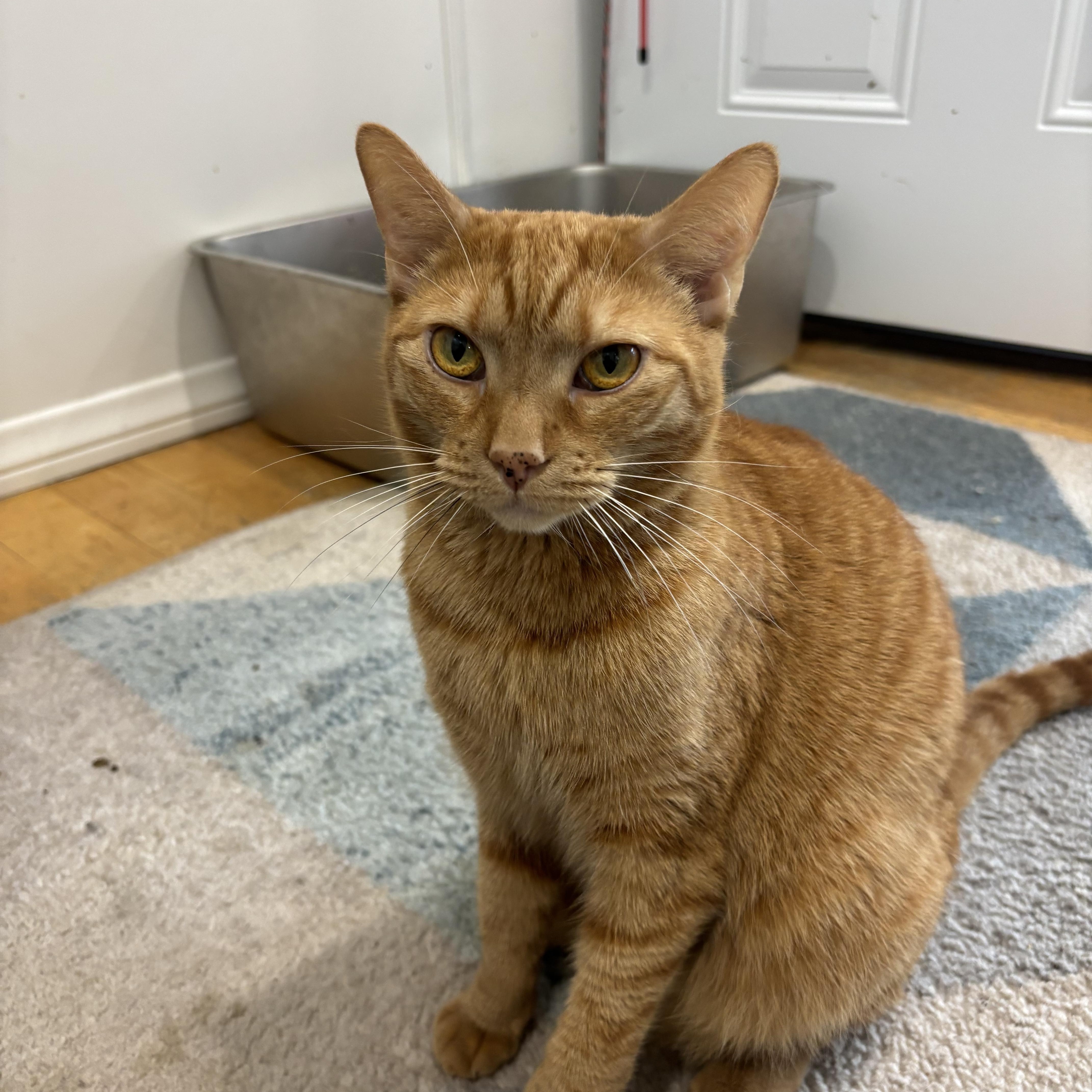 Enlarge Chevy, a Adoptable Domestic Short Hair in Whittier, CA image 3/6