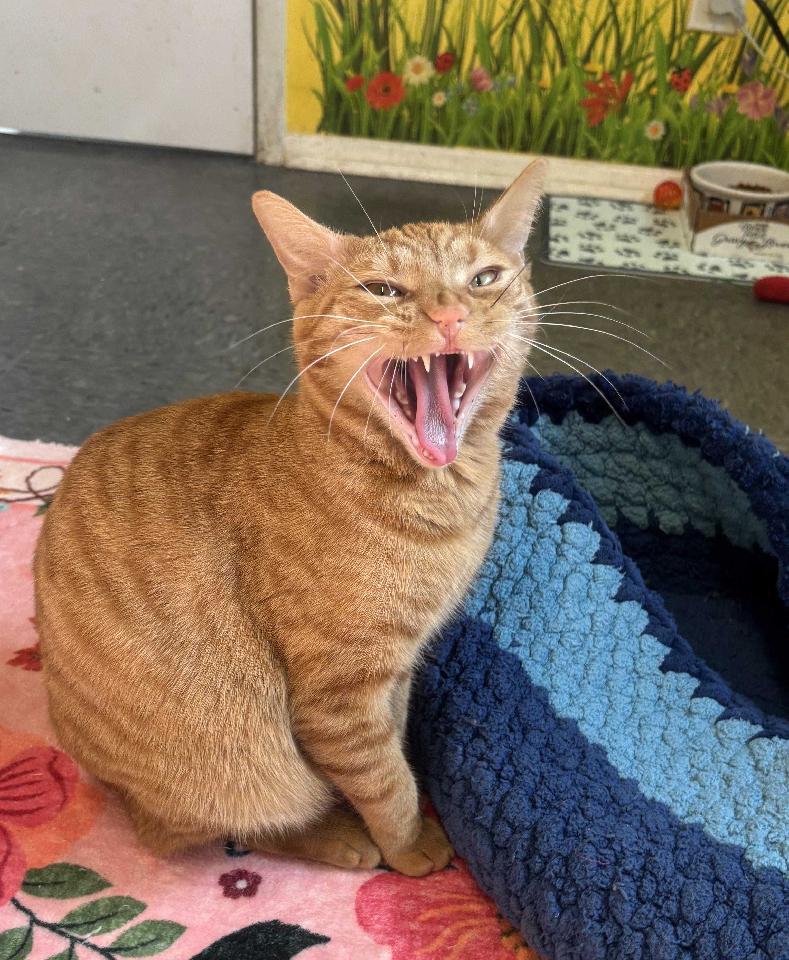 Enlarge Chevy, a Adoptable Domestic Short Hair in Whittier, CA image 3/6