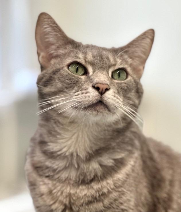 Basil, a Adoptable mixed breed in Cumberland, ME image 5/6