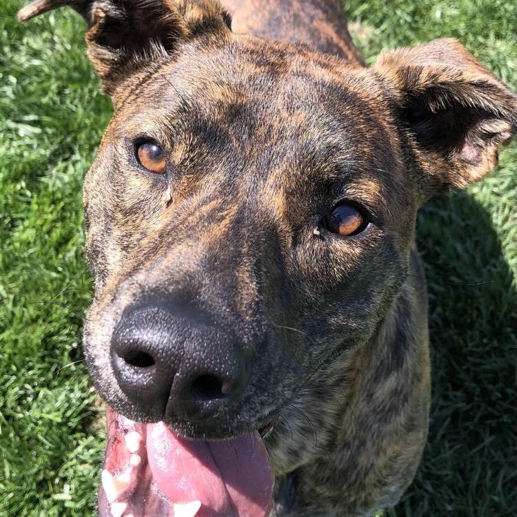 Dandelion, Young Female Mixed Breed