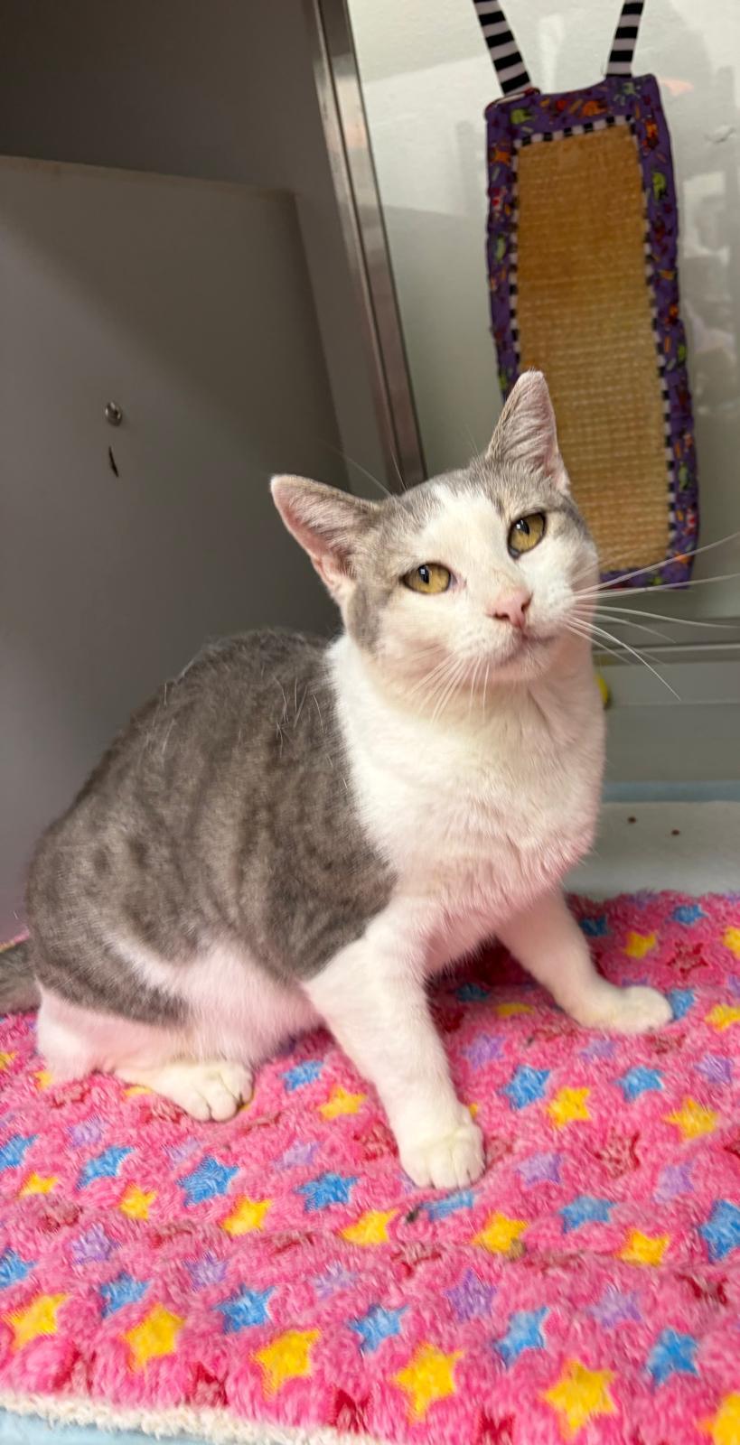 Julia, a ADOPTABLE Domestic Short Hair in Miami Beach, FL image 2/5