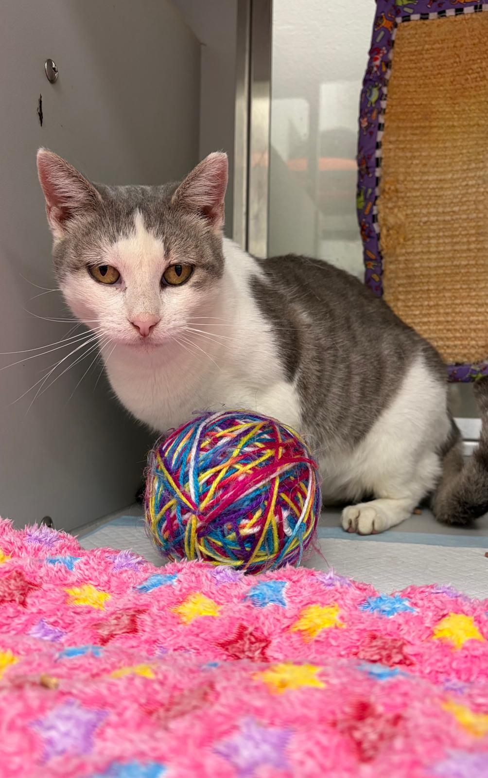 Julia, a ADOPTABLE Domestic Short Hair in Miami Beach, FL image 1/5