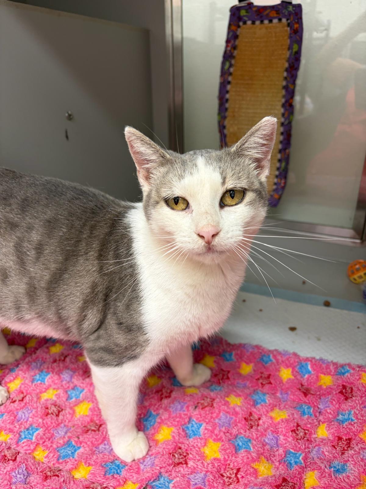 Julia, a ADOPTABLE Domestic Short Hair in Miami Beach, FL image 5/5