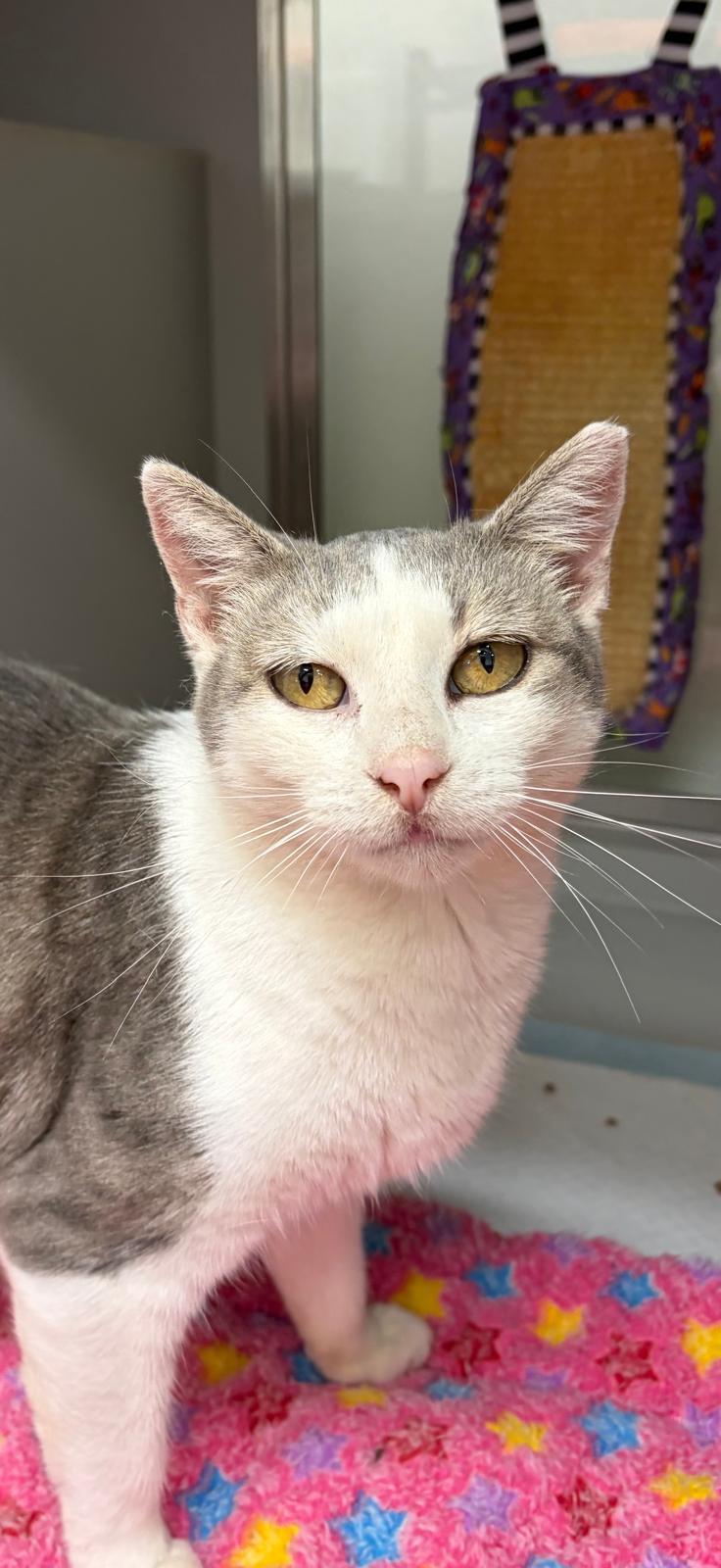 Julia, a ADOPTABLE Domestic Short Hair in Miami Beach, FL image 4/5