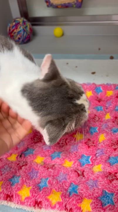 Enlarge Julia, a ADOPTABLE Domestic Short Hair in Miami Beach, FL video 3/5