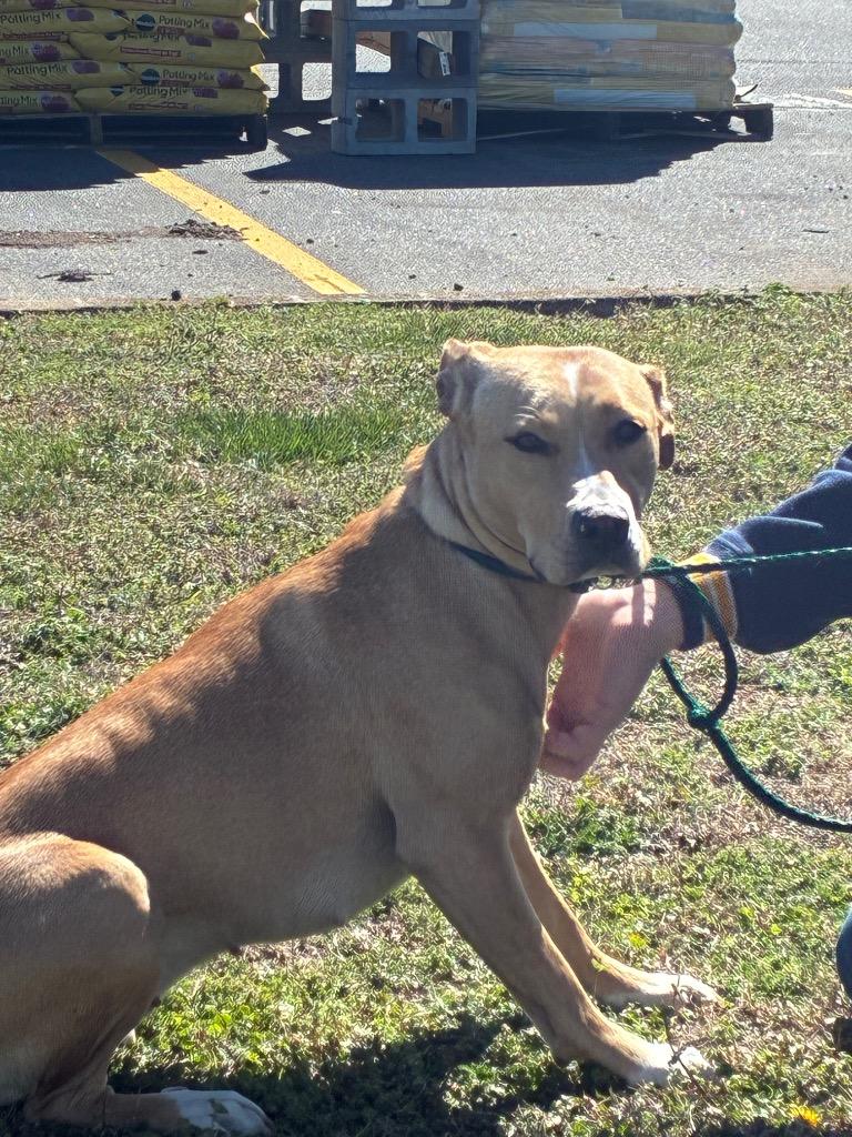 Enlarge Daisy May, a Adoptable mixed breed in Cartersville , GA image 1/1