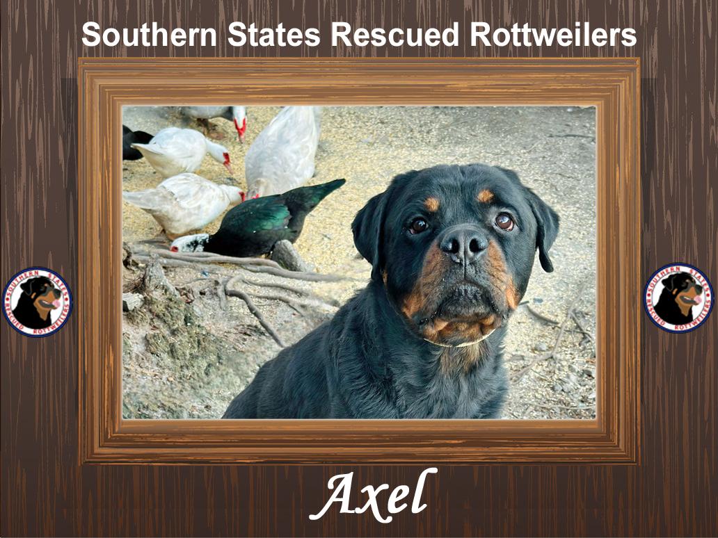 Axel, Adoptable, Adult Male Rottweiler.