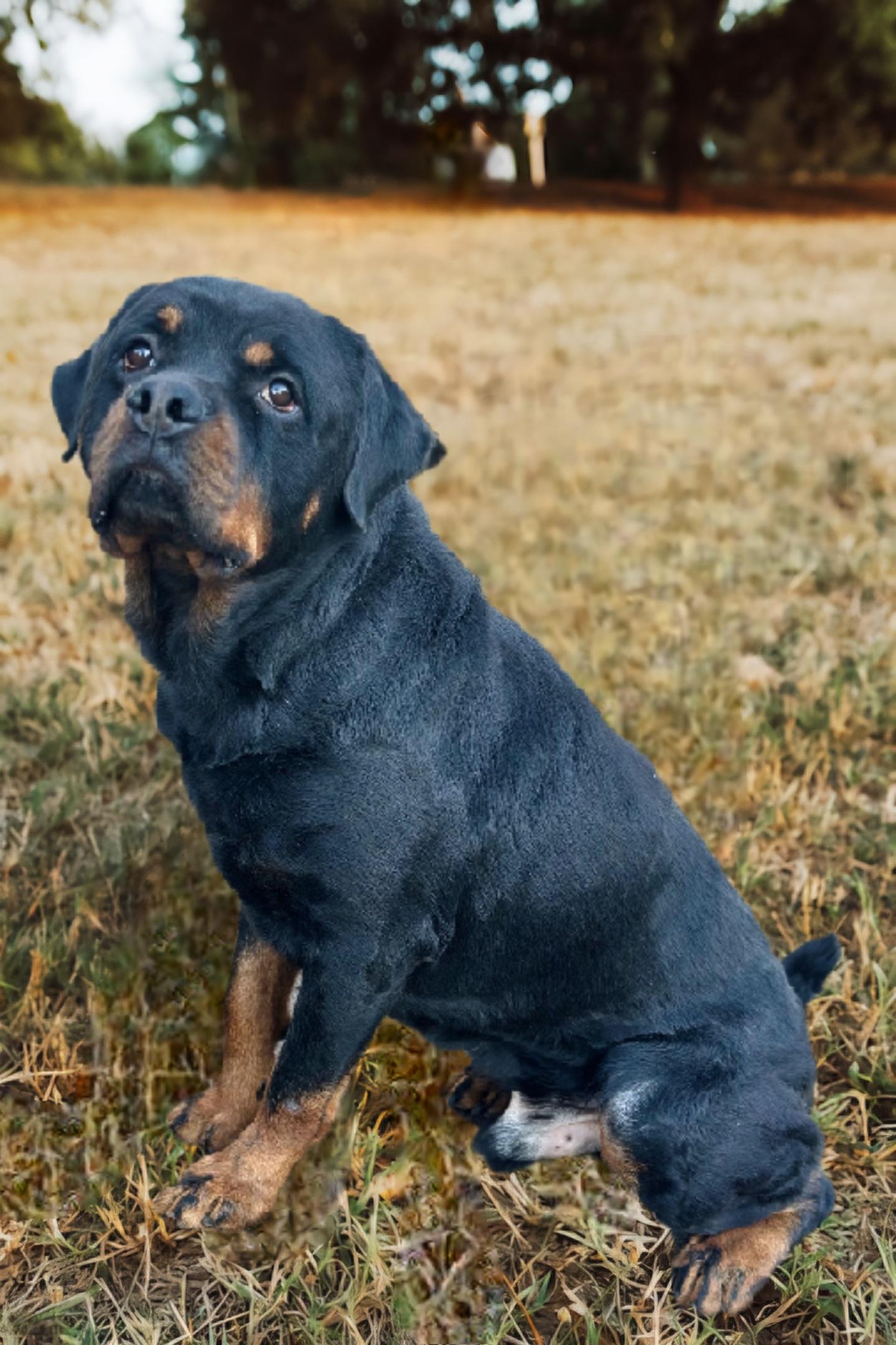 Axel, Adoptable, Adult Male Rottweiler.