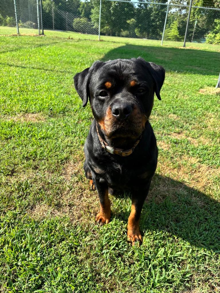 Enlarge Axel, a Adoptable mixed breed in Wakefield, VA image 3/6