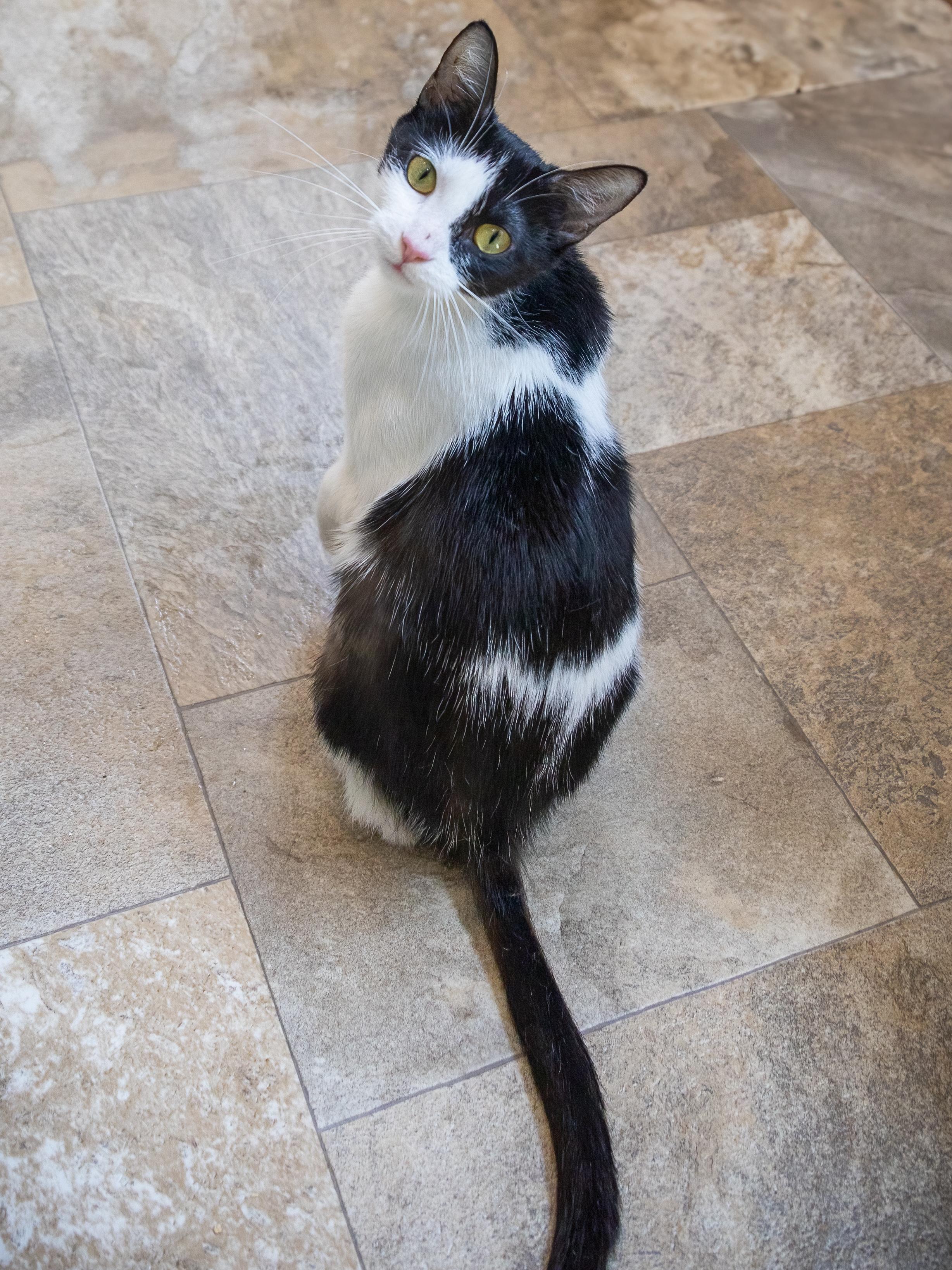 Sprinkles aka Cyane (FCID# 06/16/2025-23 Trainer)