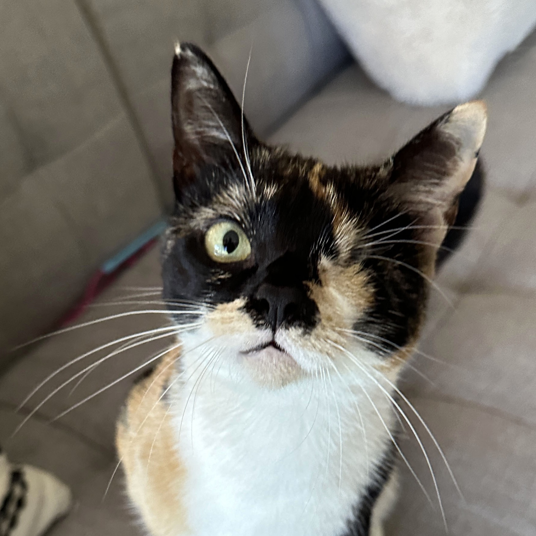 Rainbow 1-eye so smart, a Adoptable mixed breed in Toluca Lake, CA image 4/4