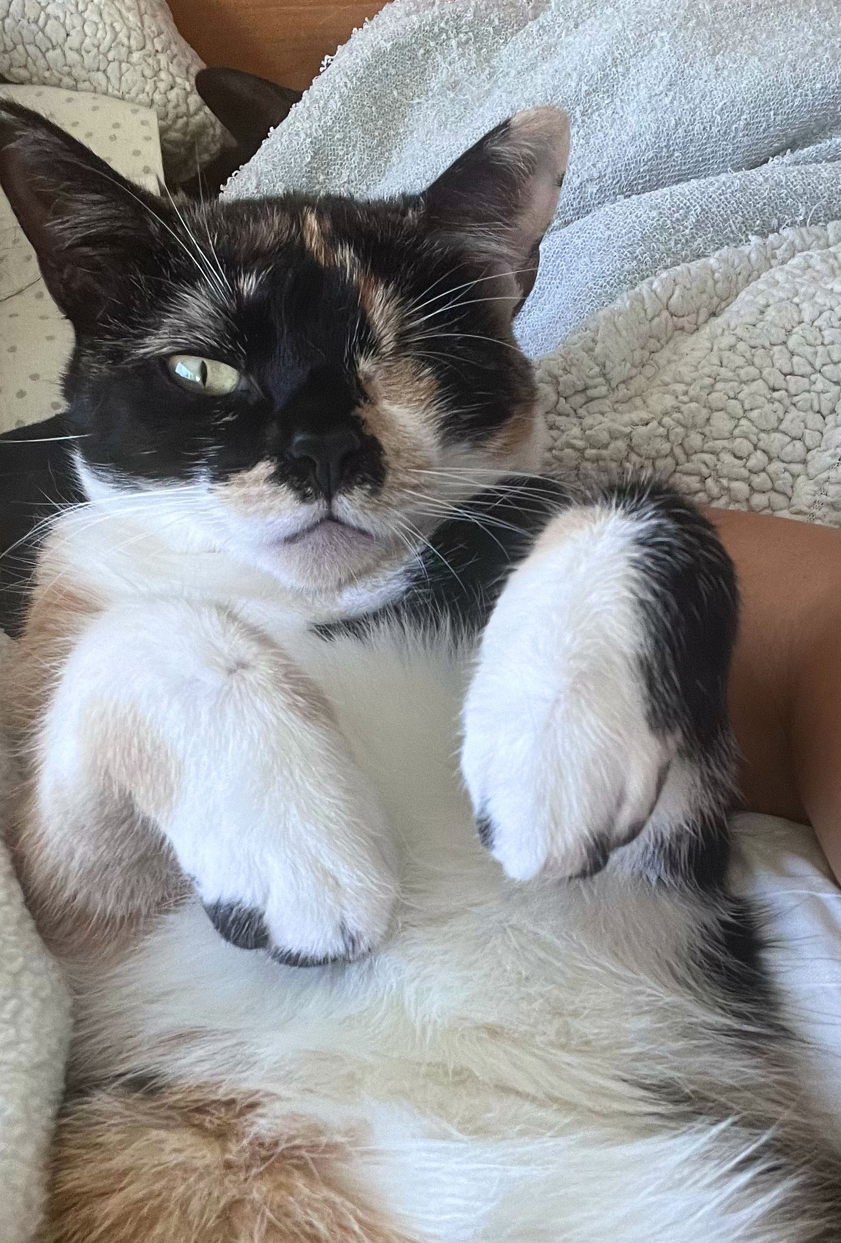 Rainbow 1-eye so smart, Adoptable, Young Female Calico & American Shorthair.