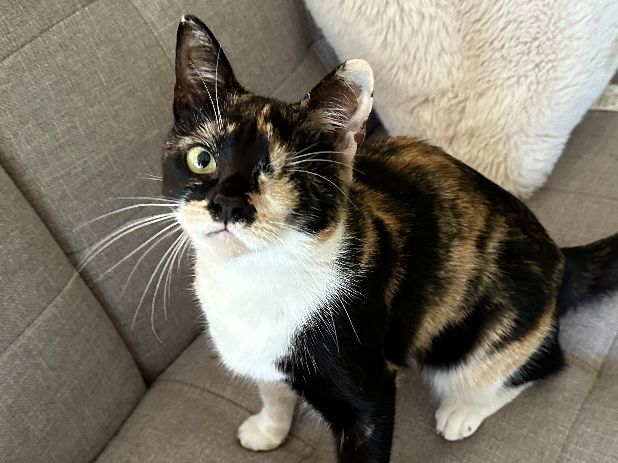 Rainbow 1-eye so smart, a Adoptable mixed breed in Toluca Lake, CA image 2/4