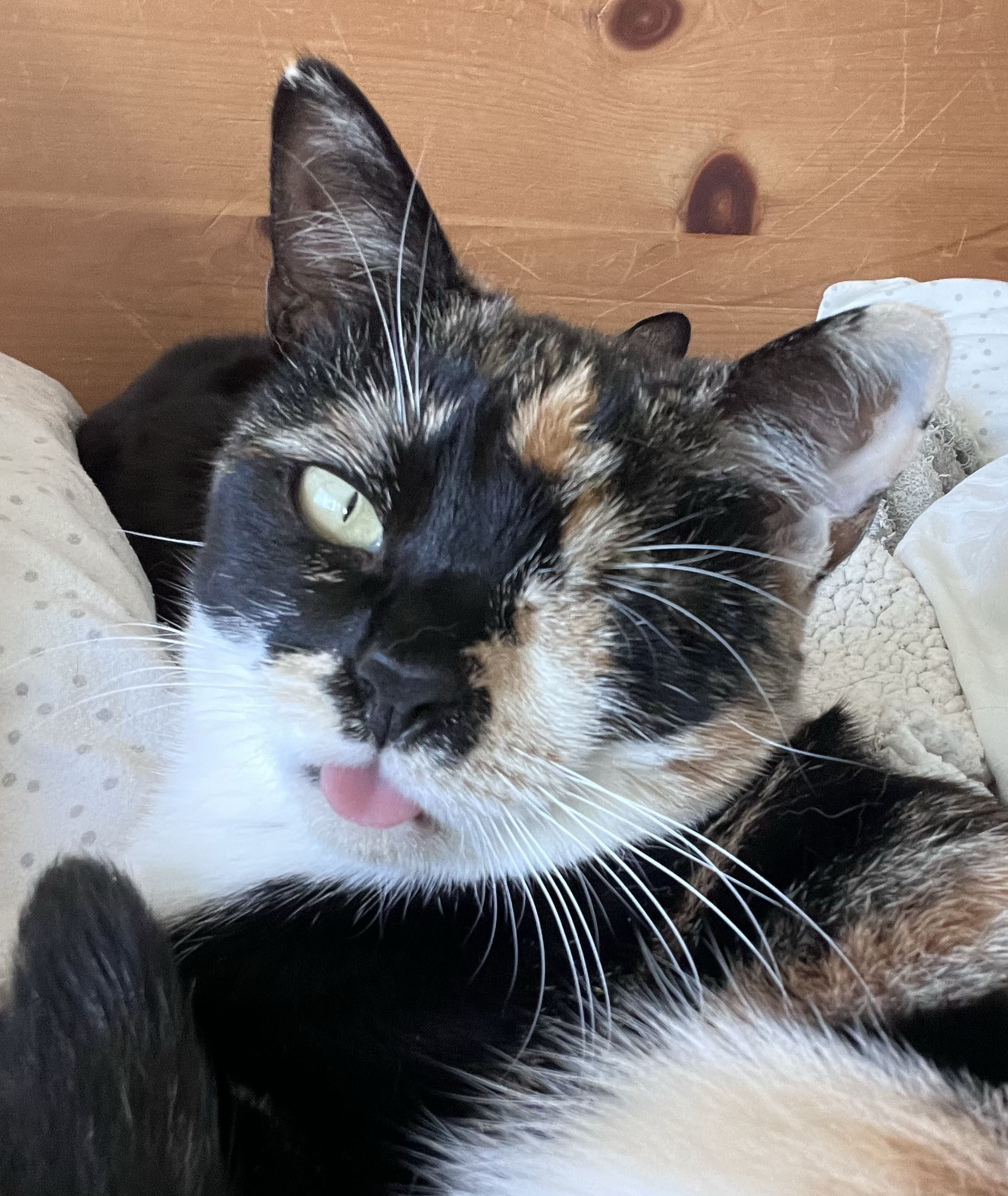 Rainbow 1-eye so smart, a Adoptable mixed breed in Toluca Lake, CA image 3/4