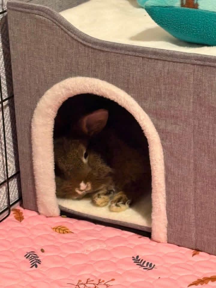Enlarge Baked Beans, a ADOPTABLE Lionhead in St. Charles, MO image 3/4