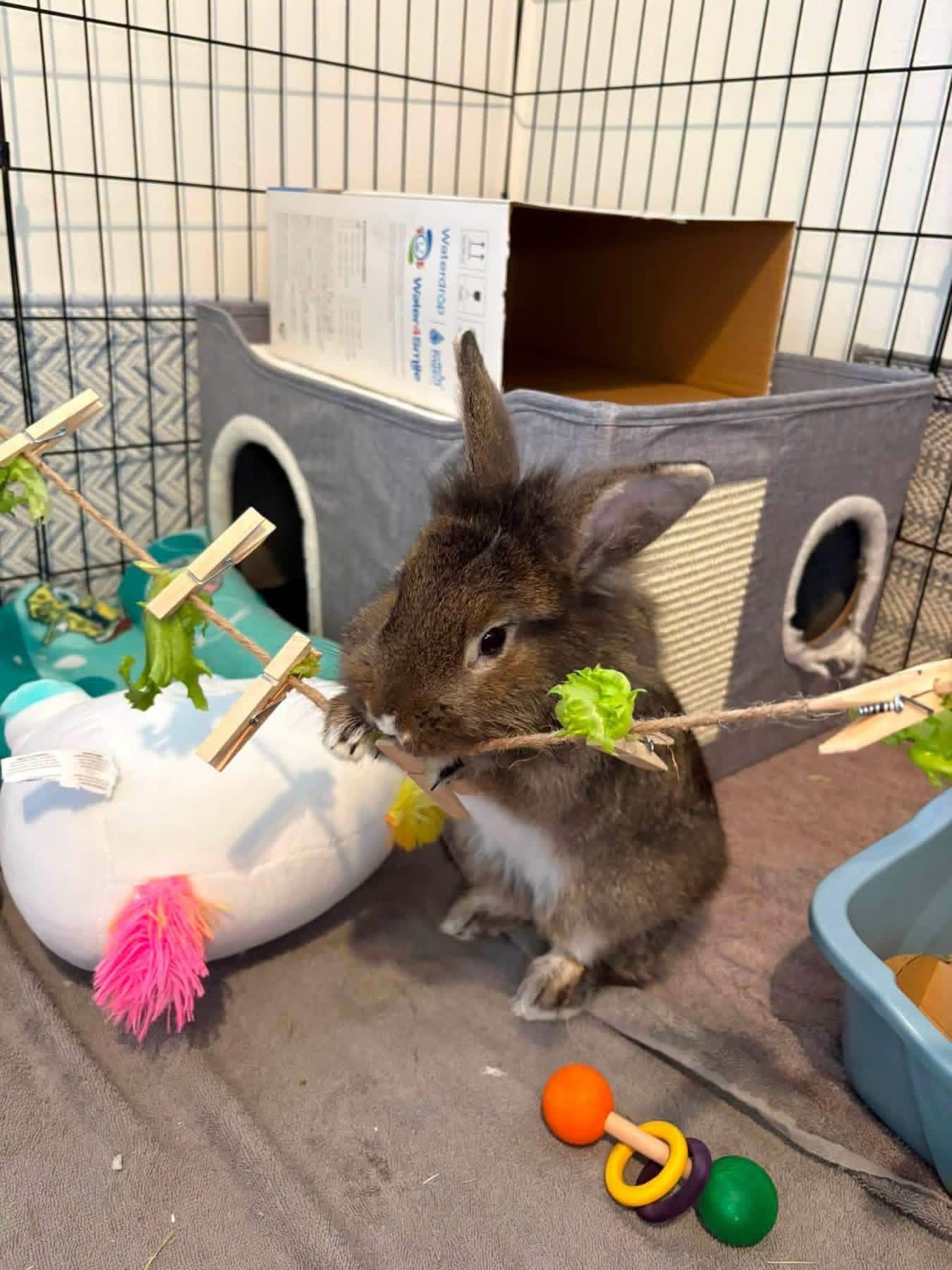 Enlarge Baked Beans, a ADOPTABLE Lionhead in St. Charles, MO image 2/4